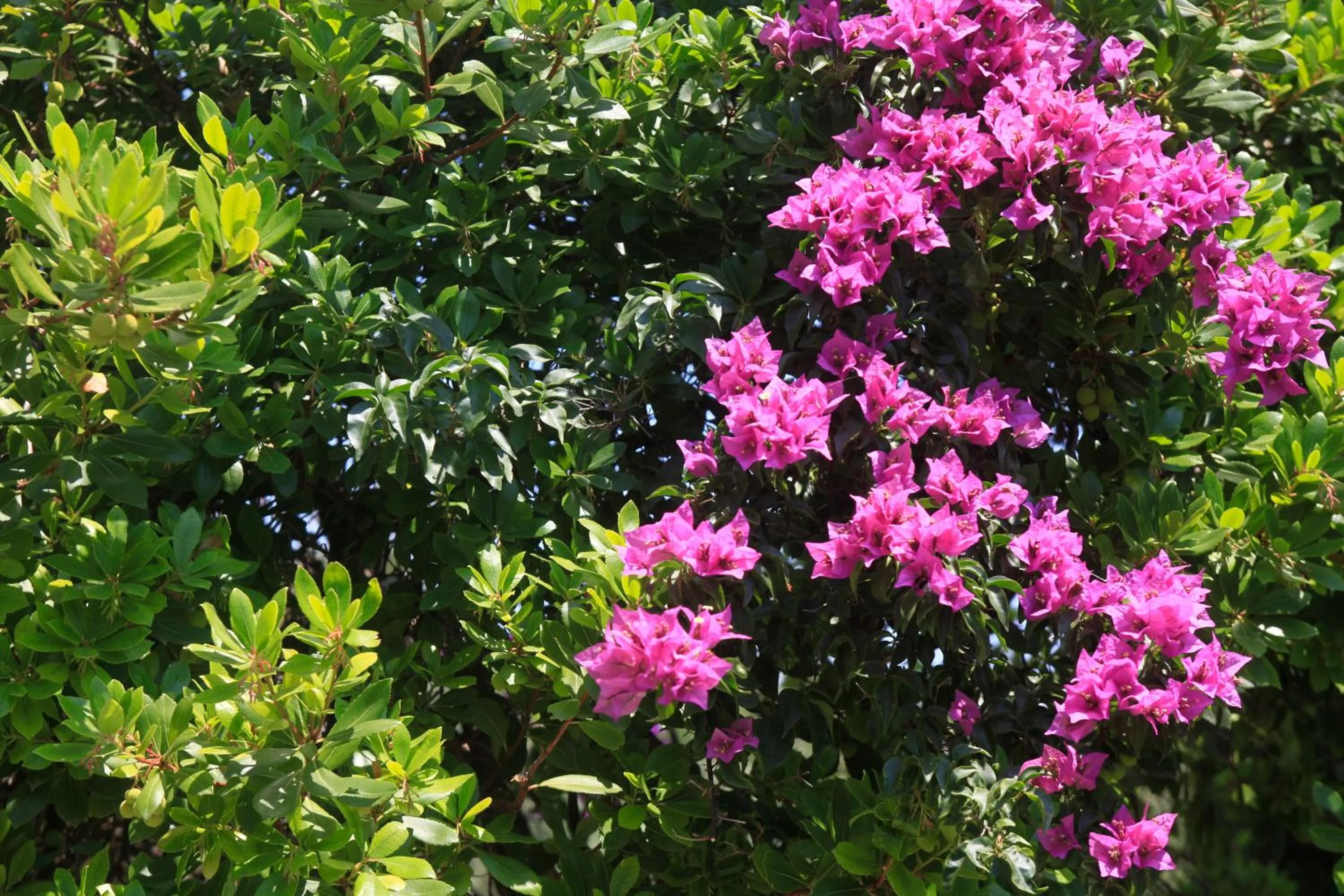 Garden in Casa Kalypso