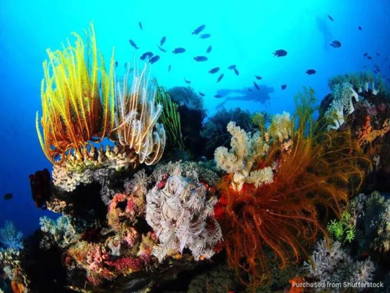 Natural landscape in Ship MARIA Hotel