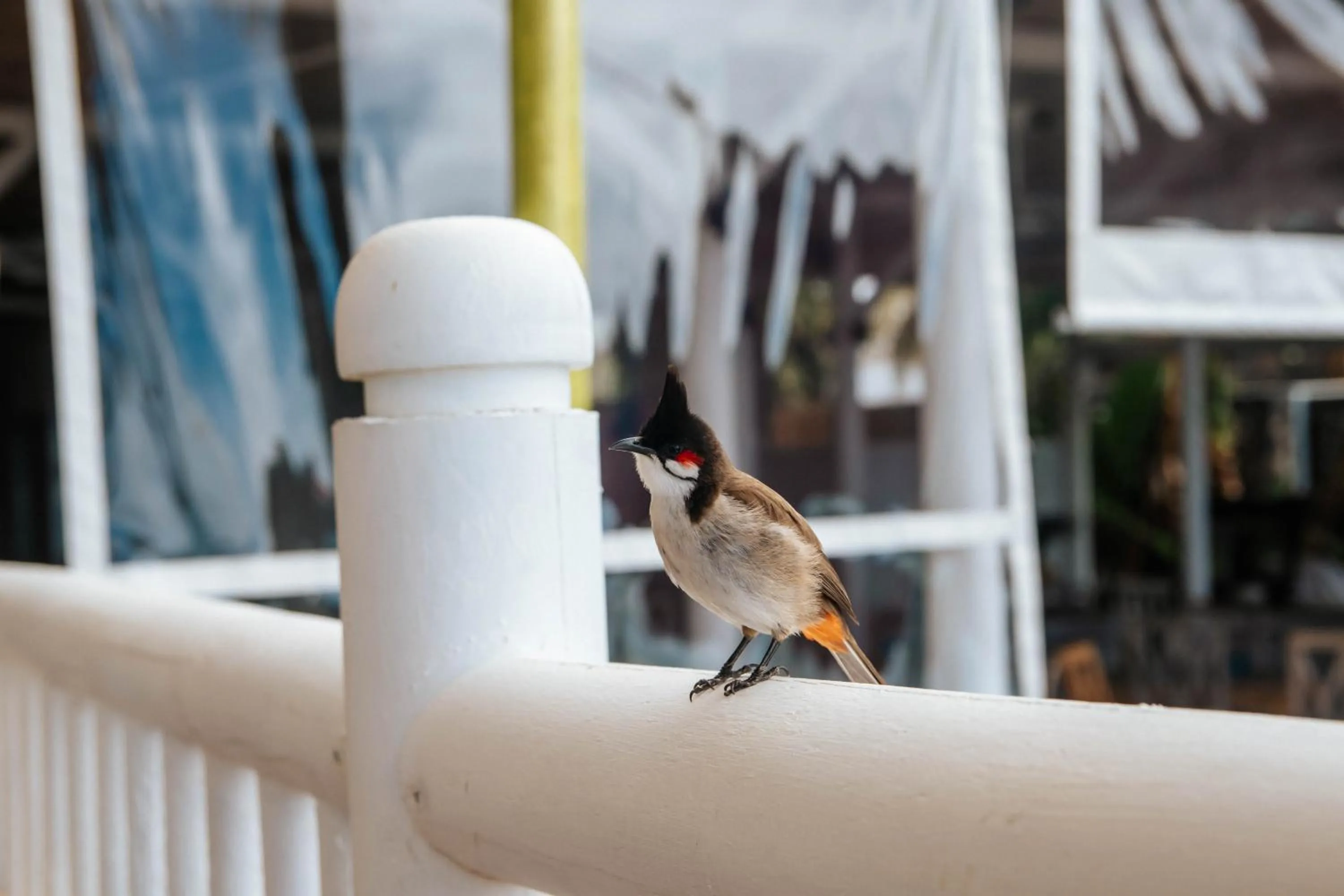 Restaurant/places to eat in Hibiscus Boutique Hotel