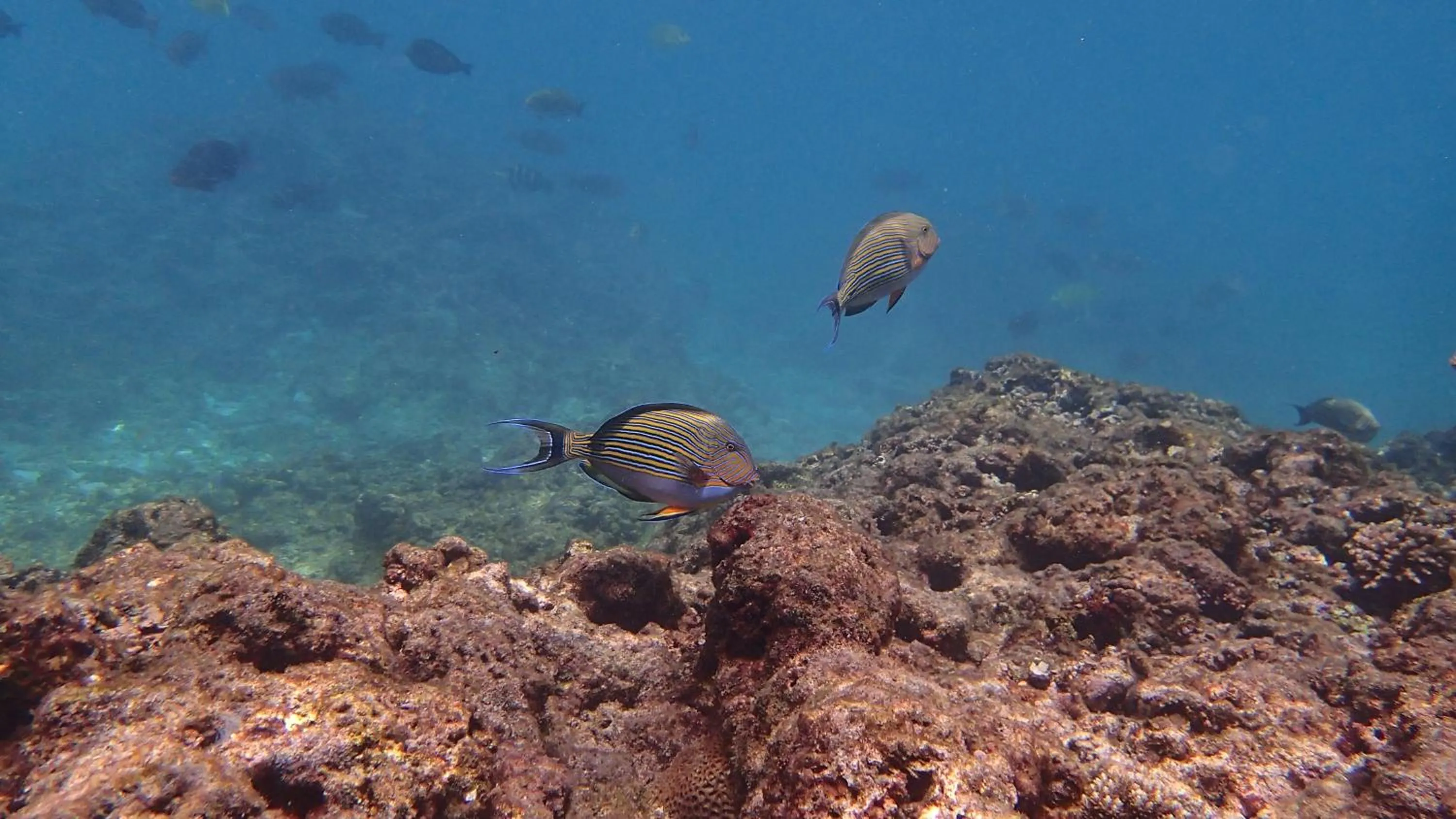 Snorkeling in Villa Anse La Blague