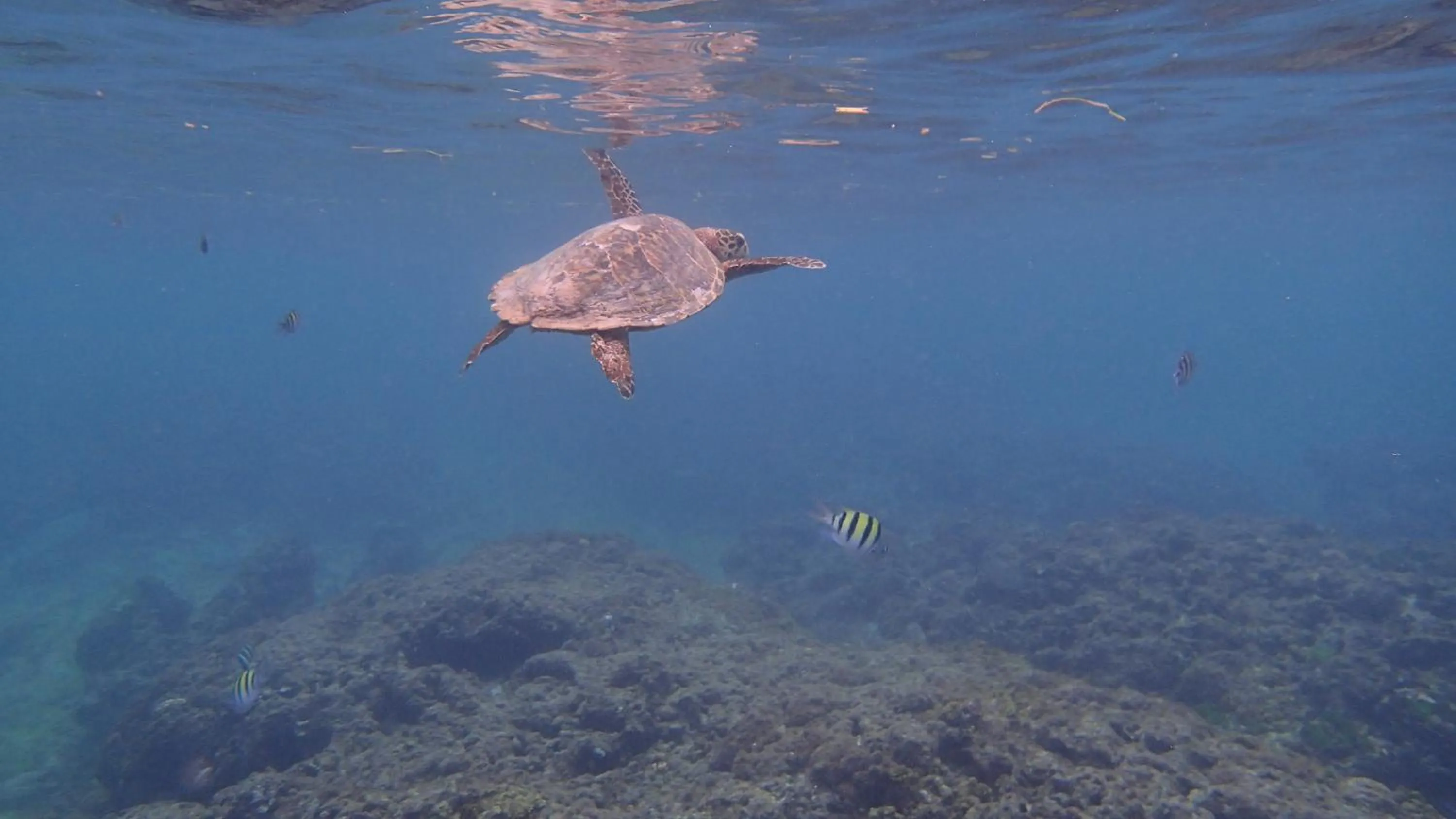 Snorkeling in Villa Anse La Blague