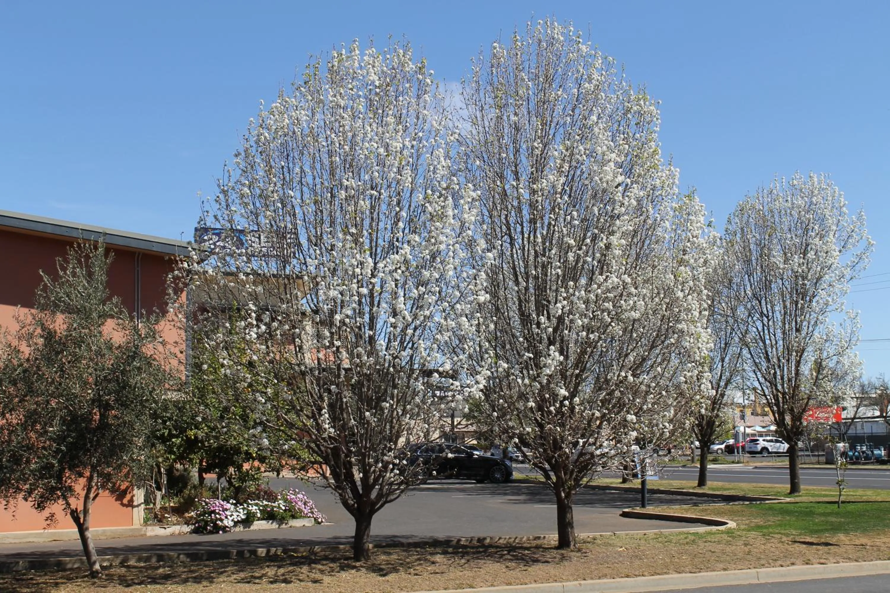 Property building in Forbes Victoria Inn