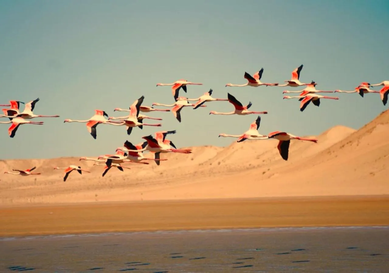 Natural landscape in PARAISO DAKHLA