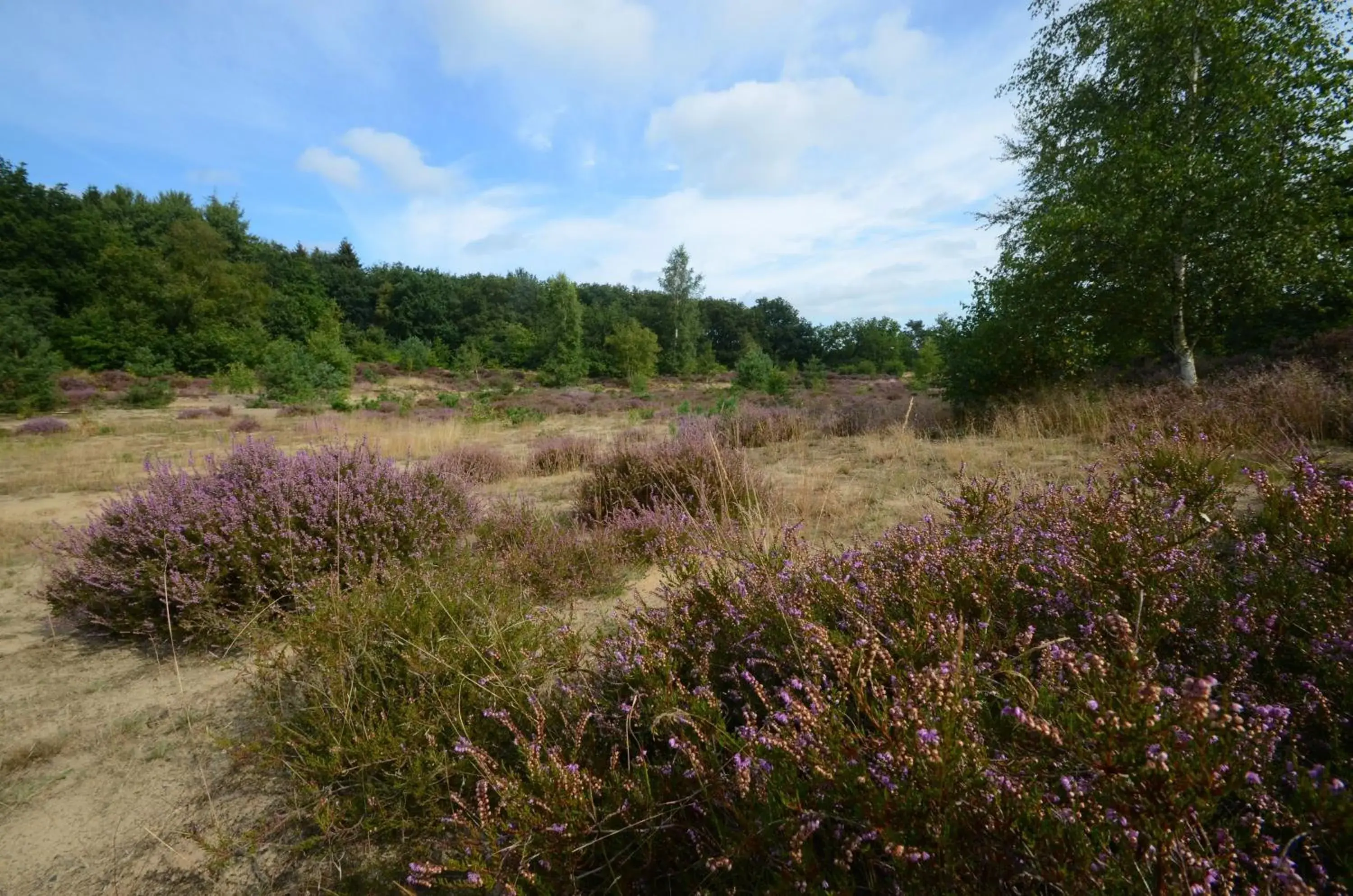 Area and facilities in Fletcher Hotel - Restaurant de Zeegser Duinen Area and facilities in Fletcher Hotel - Restaurant de Zeegser Duinen