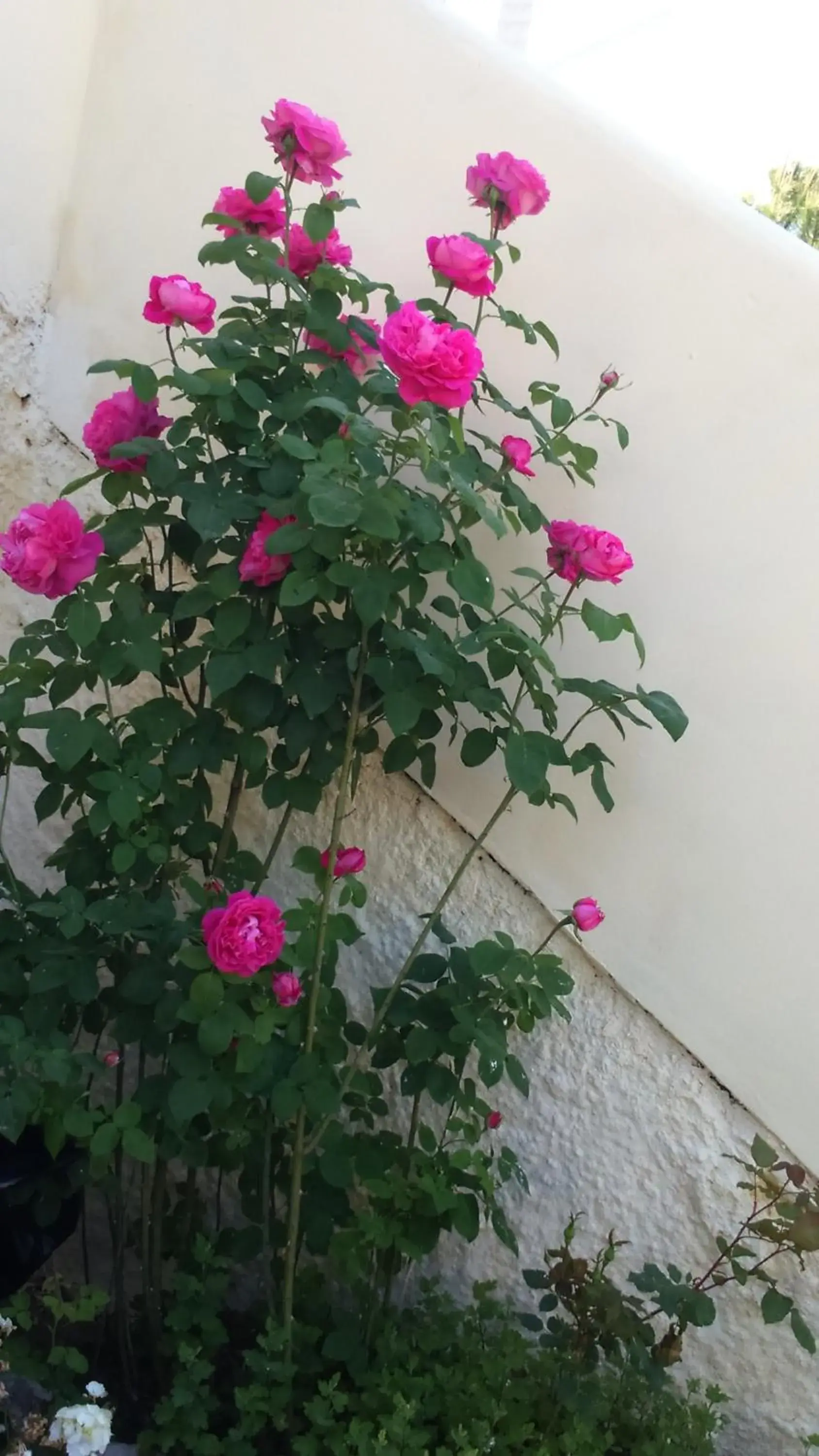 Rose Garden Rooms Rose Garden Rooms