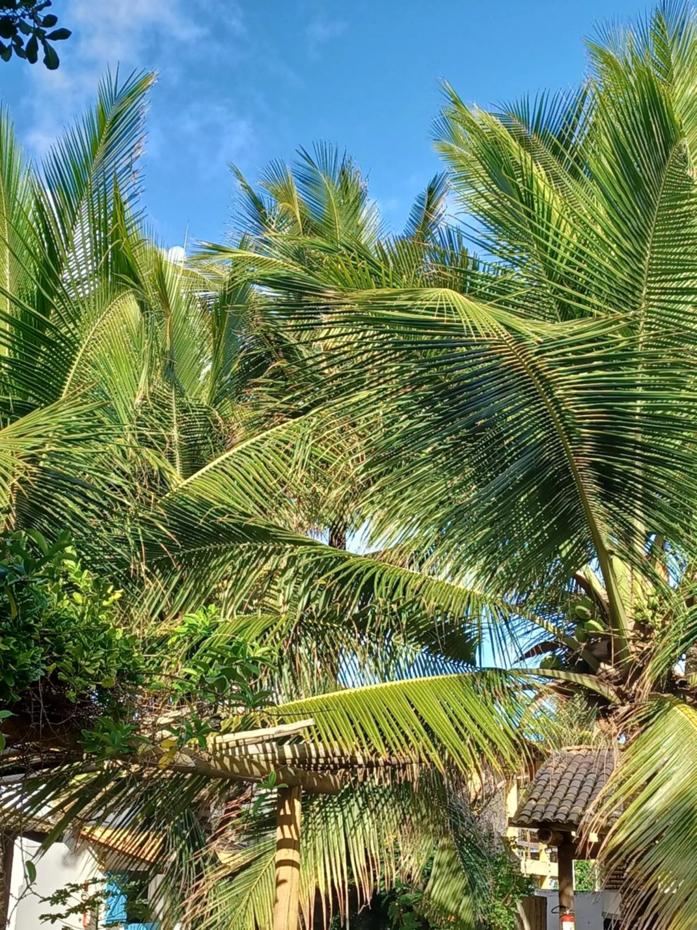 Garden in Vila Eco SPA
