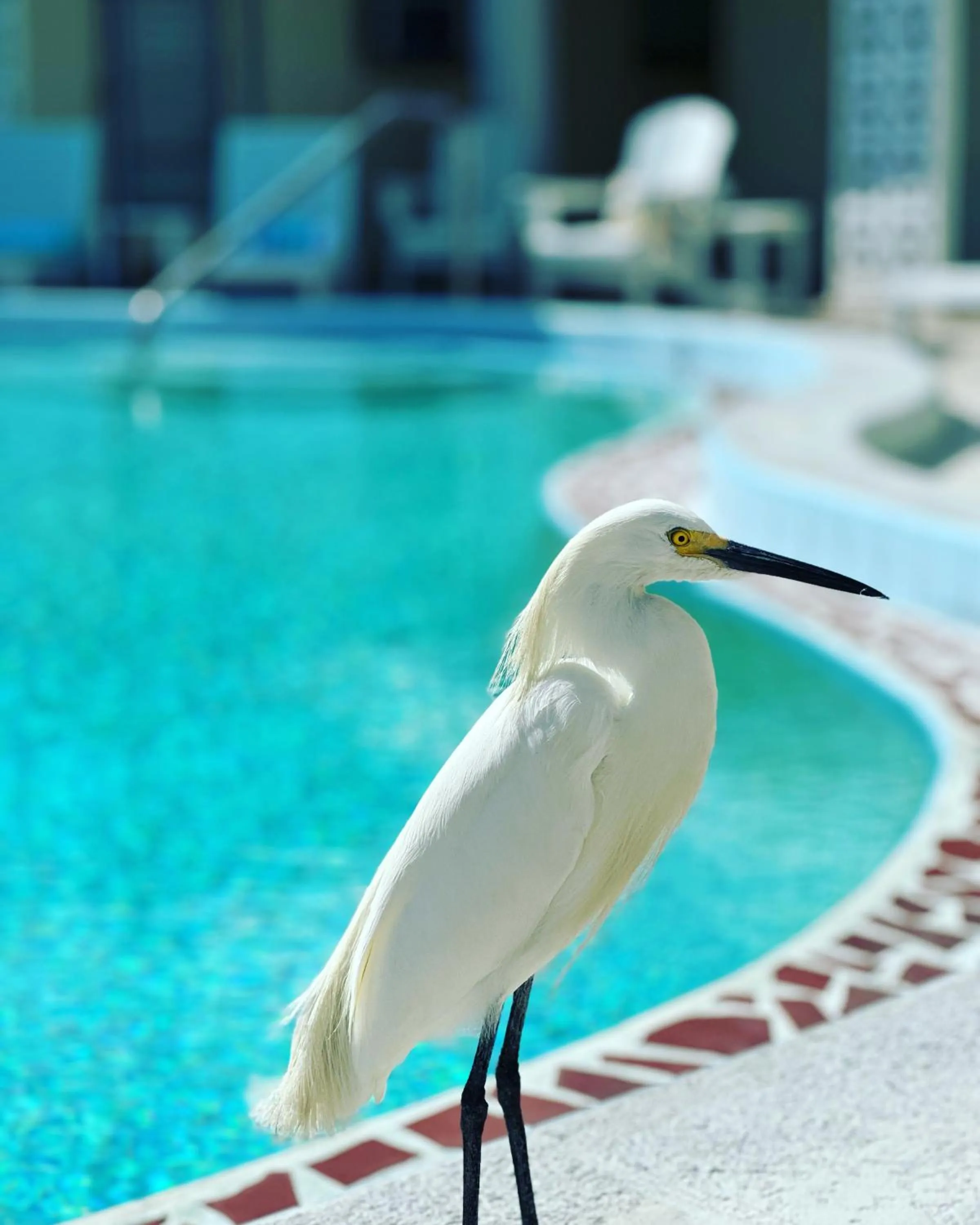 Pool view in EBBTIDE INN