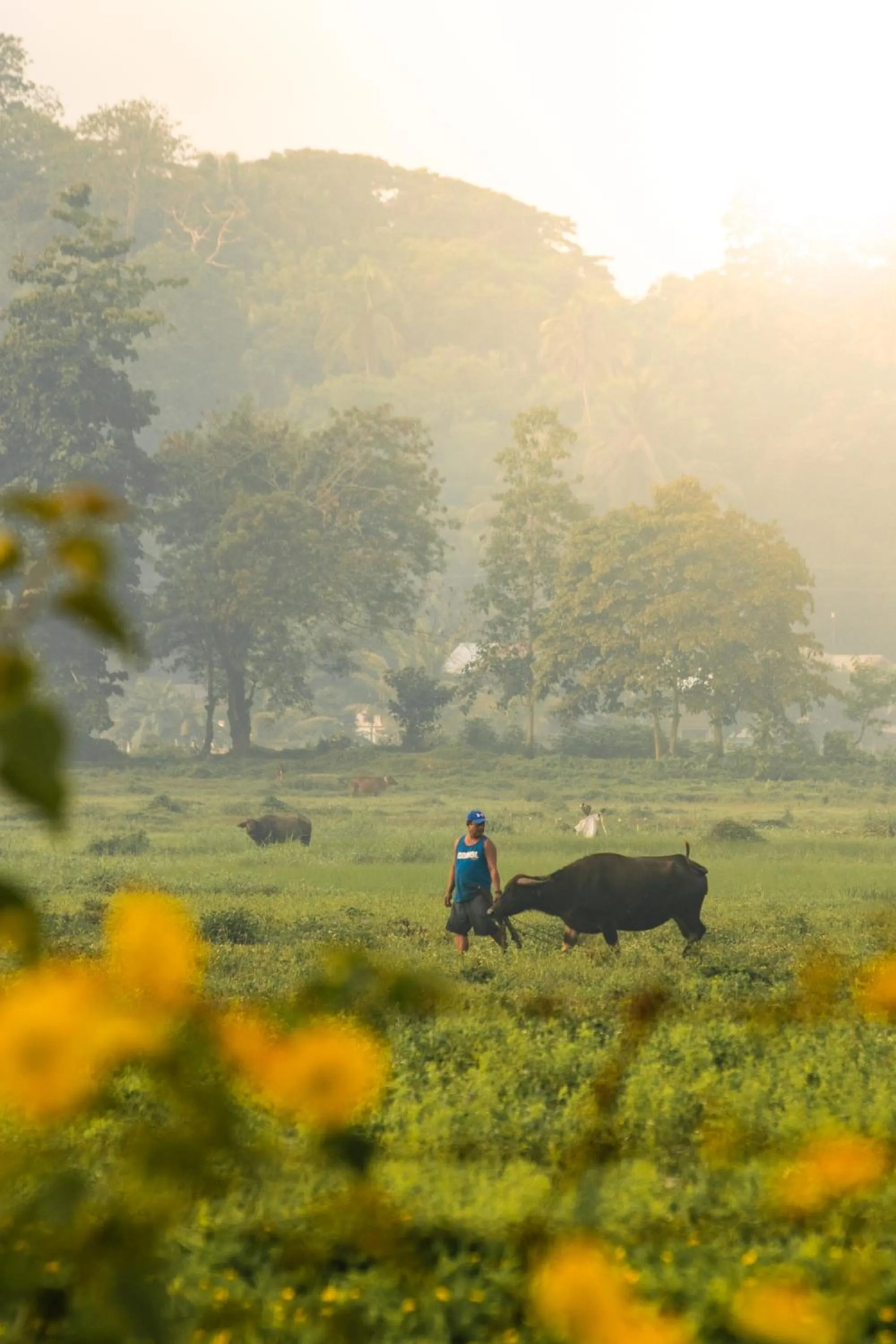 Natural landscape in Fox & The Firefly Cottages