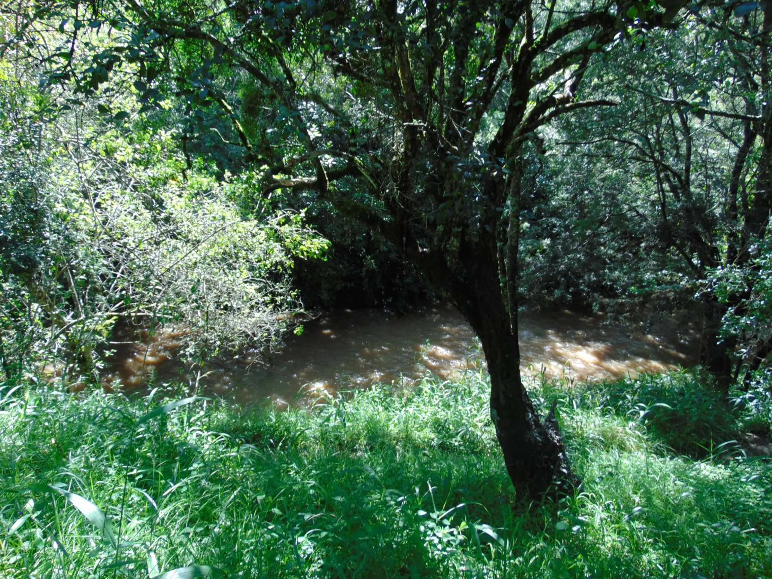View (from property/room) in Naro Moru River Lodge