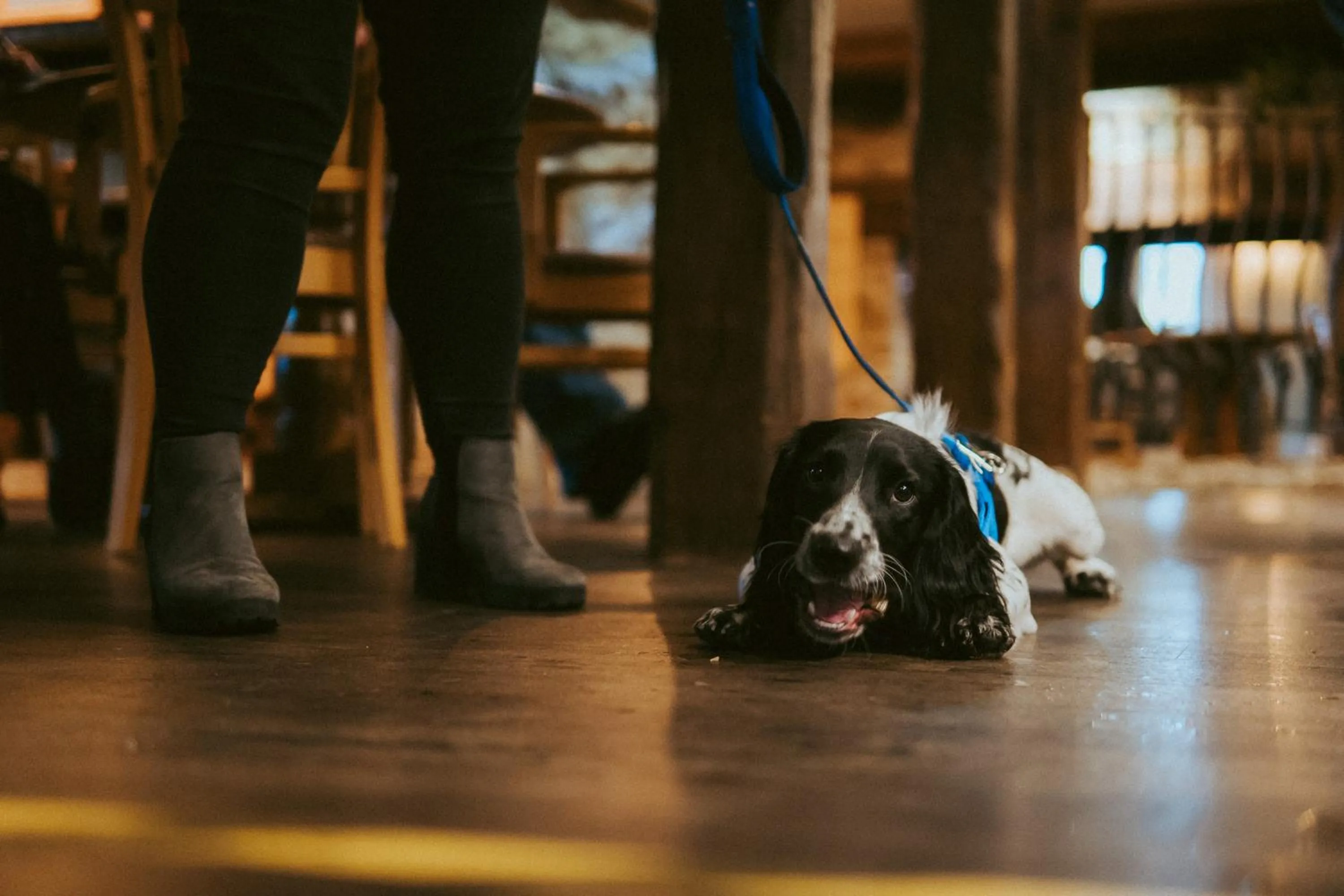 Pets in The Heathfield Inn