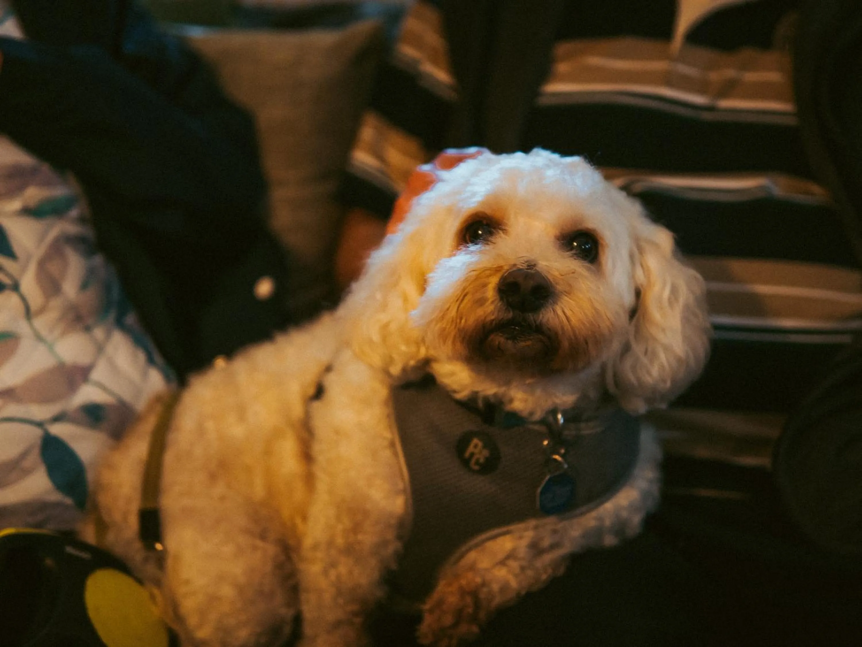 Pets in The Heathfield Inn