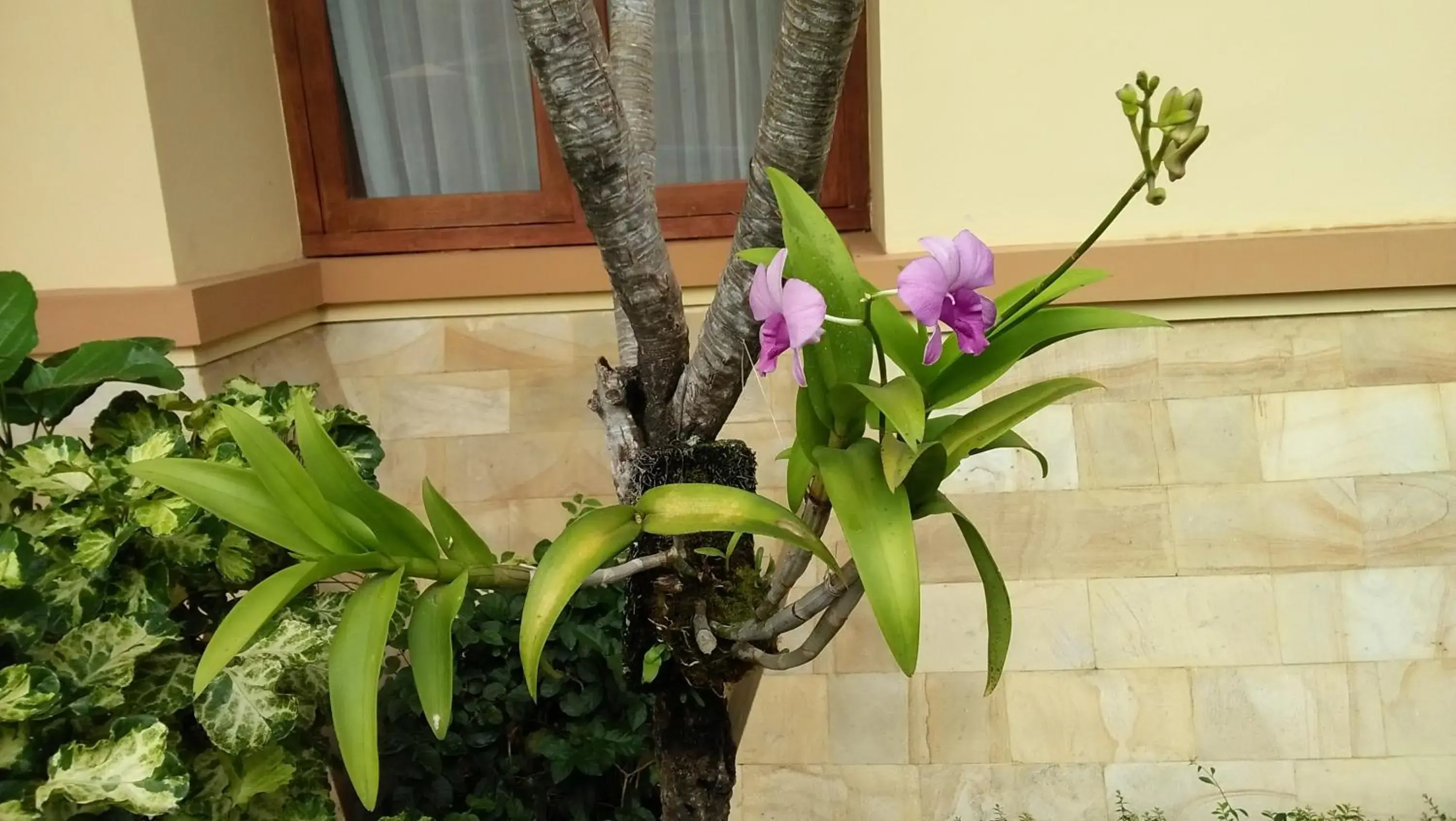 Garden view in Roemah Canting Homestay Garden view in Roemah Canting Homestay