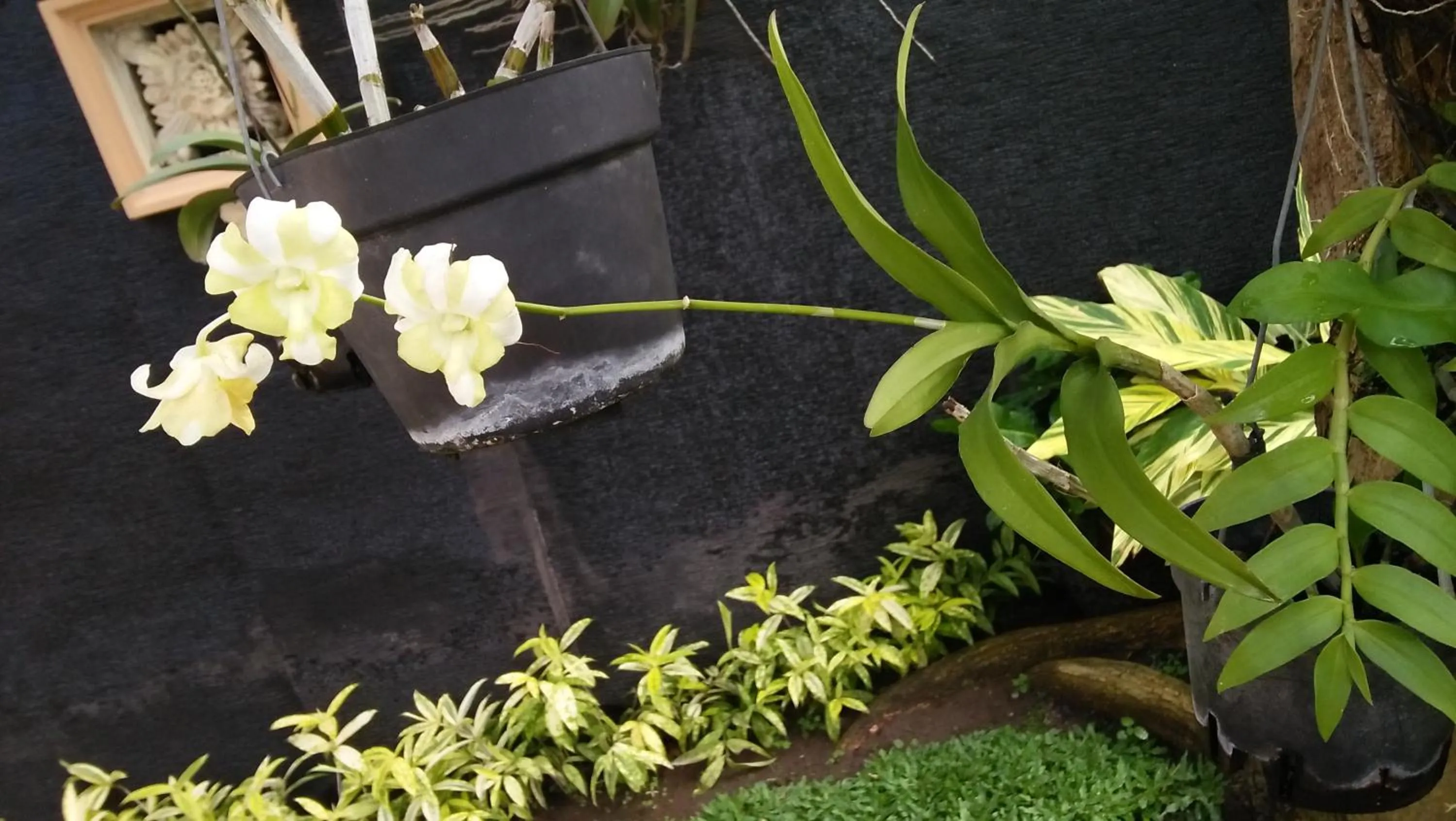 Garden in Roemah Canting Homestay