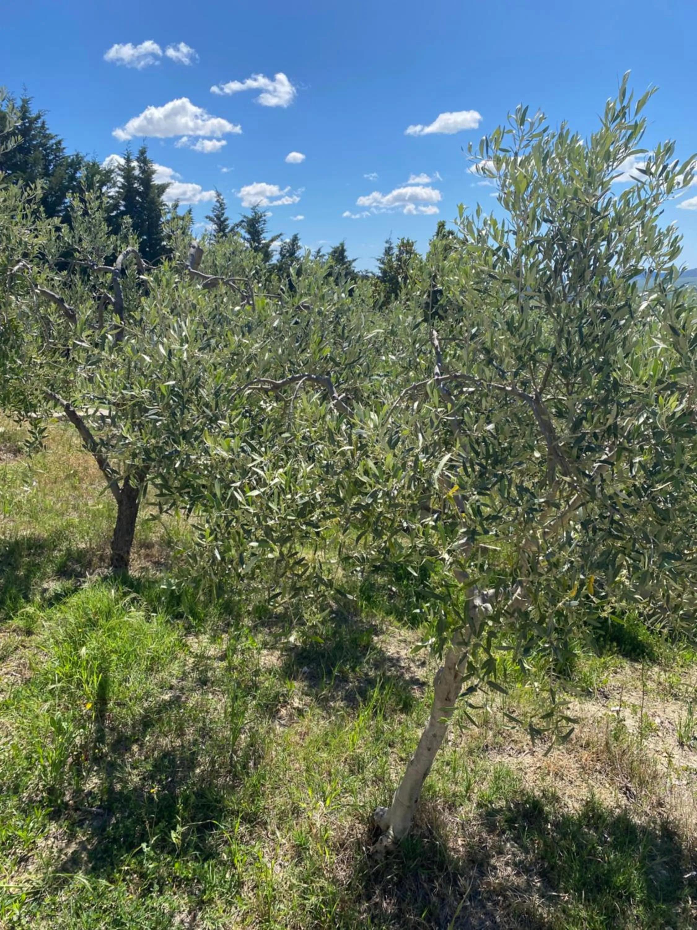 Spring in Villa Vittoria
