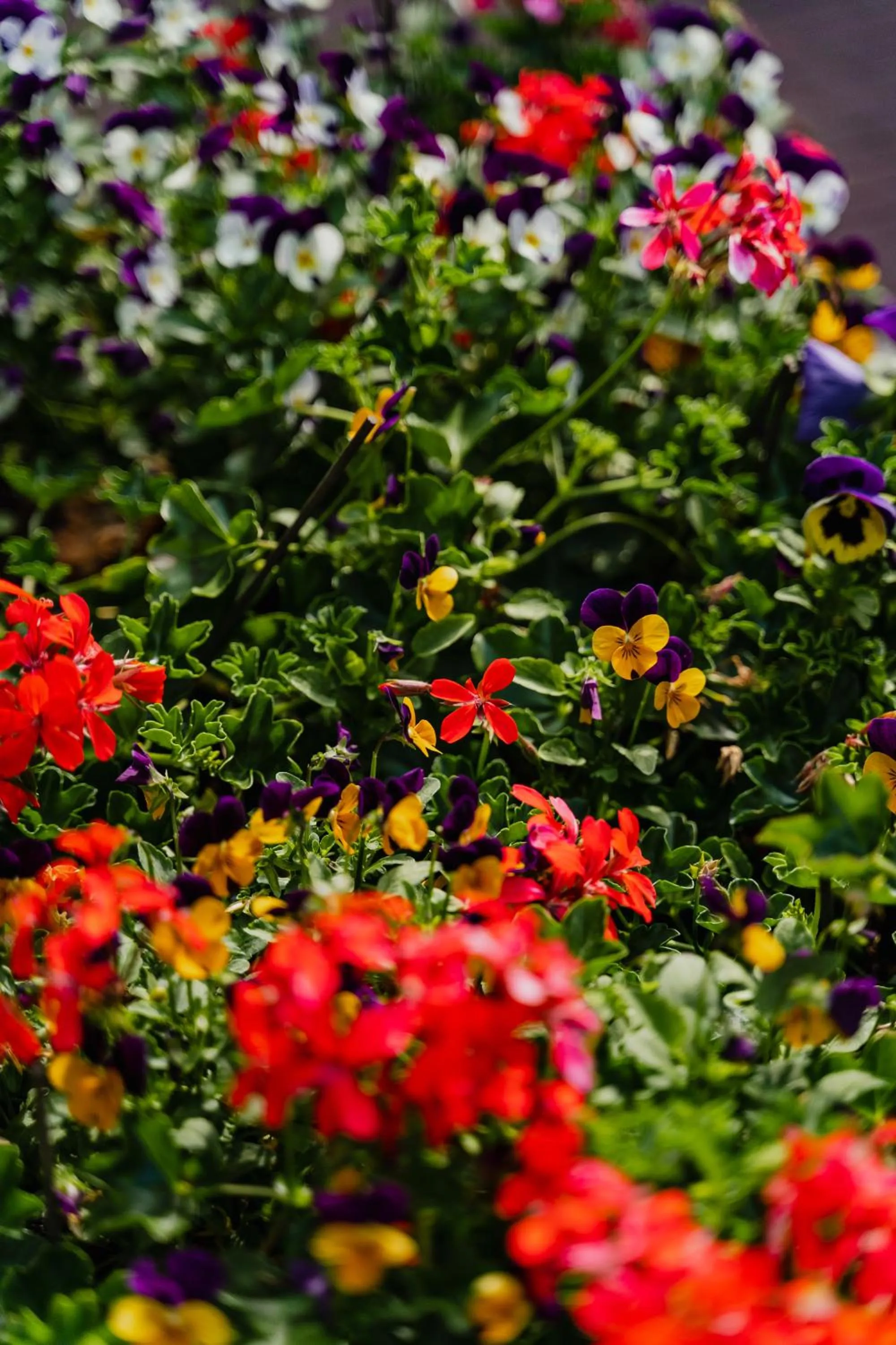 Patio in Hotel De Hallen