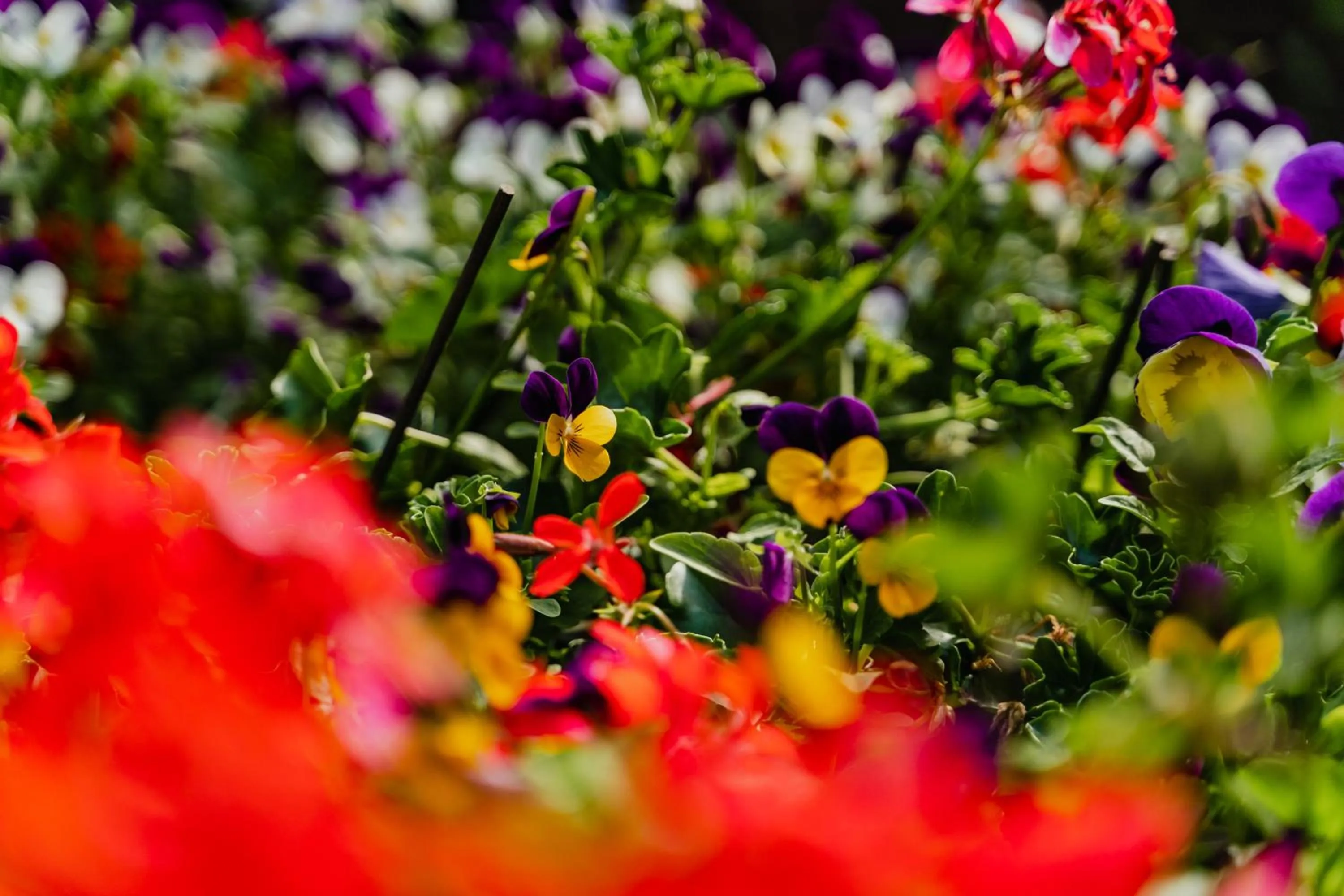 Patio in Hotel De Hallen
