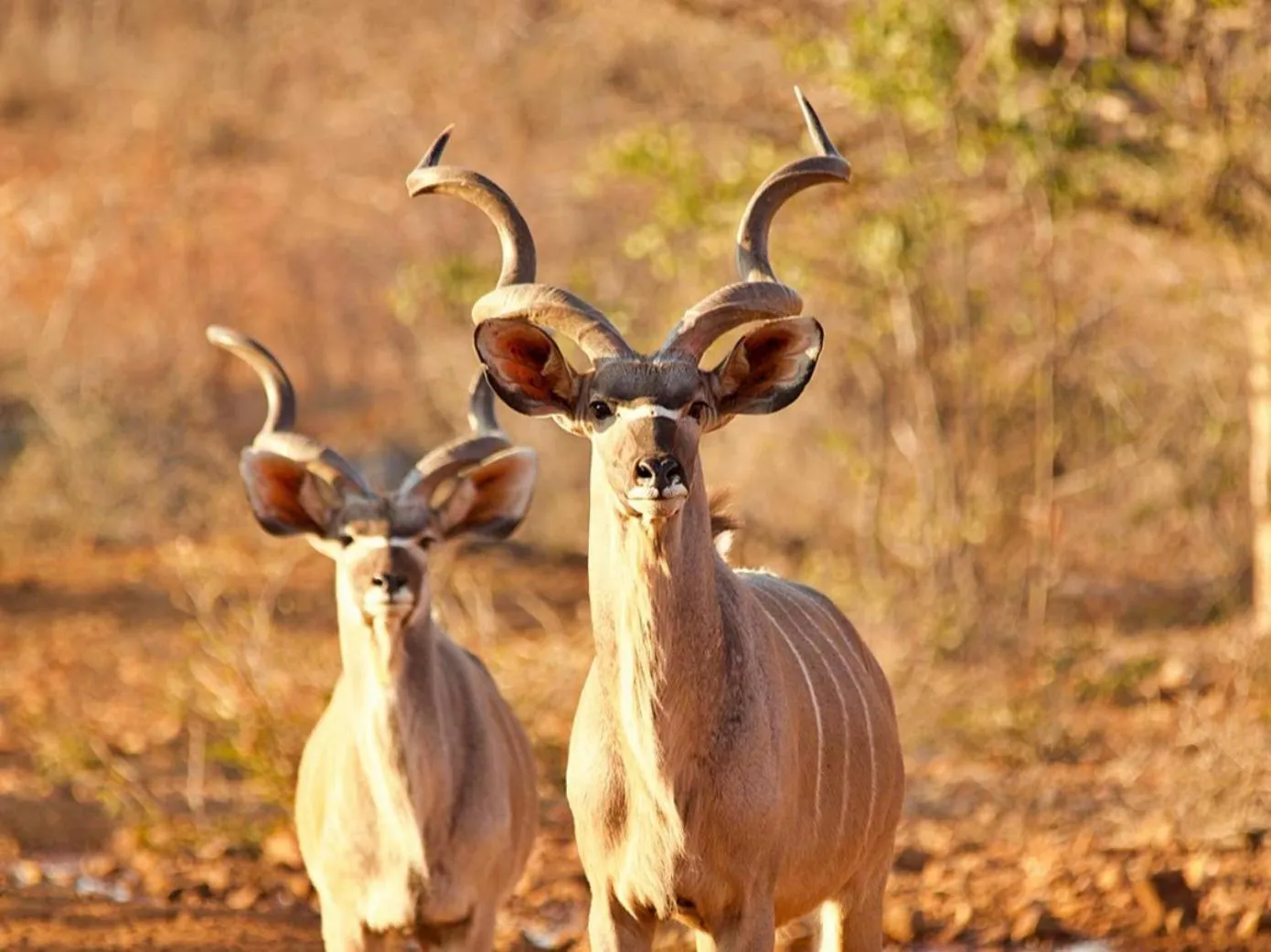 Natural landscape in Kifaru Bush camp
