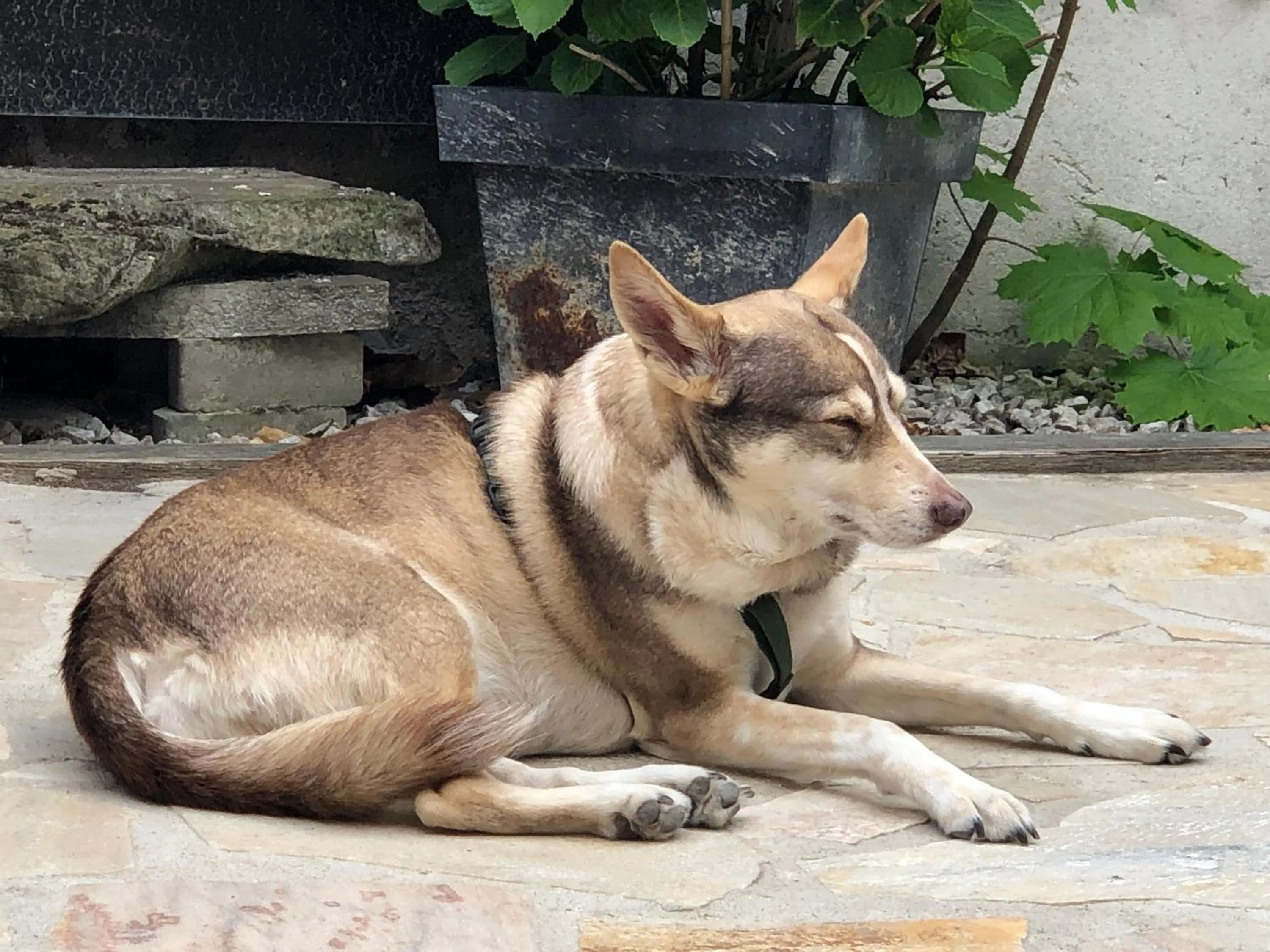 Pets in Hotel Bettelhaus