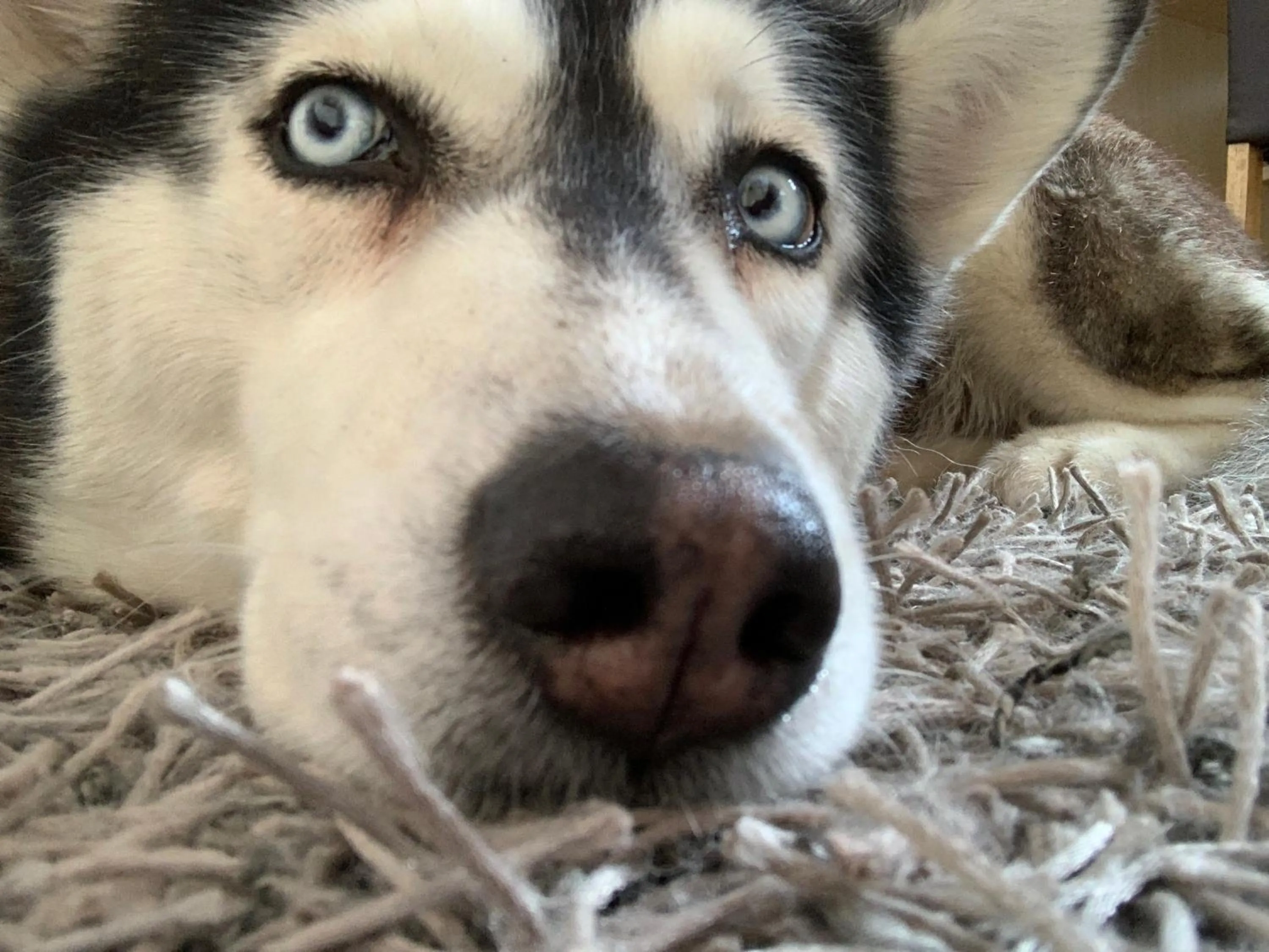 Pets in Hotel Bettelhaus