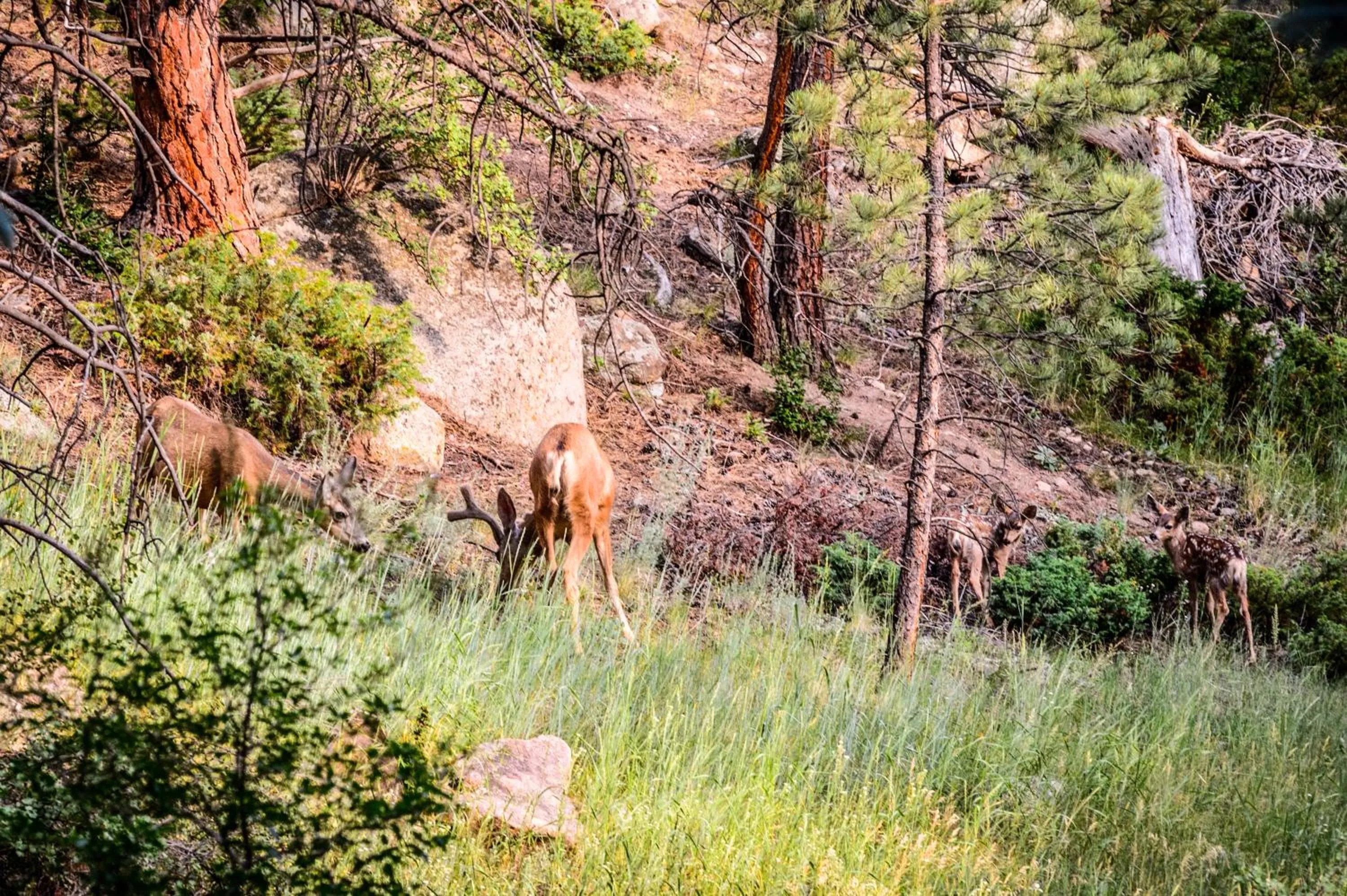 Animals in Alpen Way Chalet Mountain Lodge