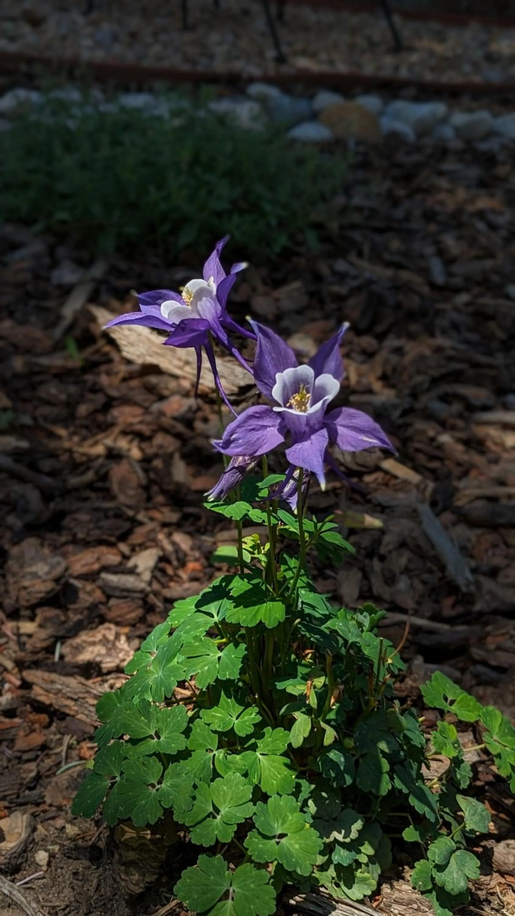 Garden in Alpen Way Chalet Mountain Lodge