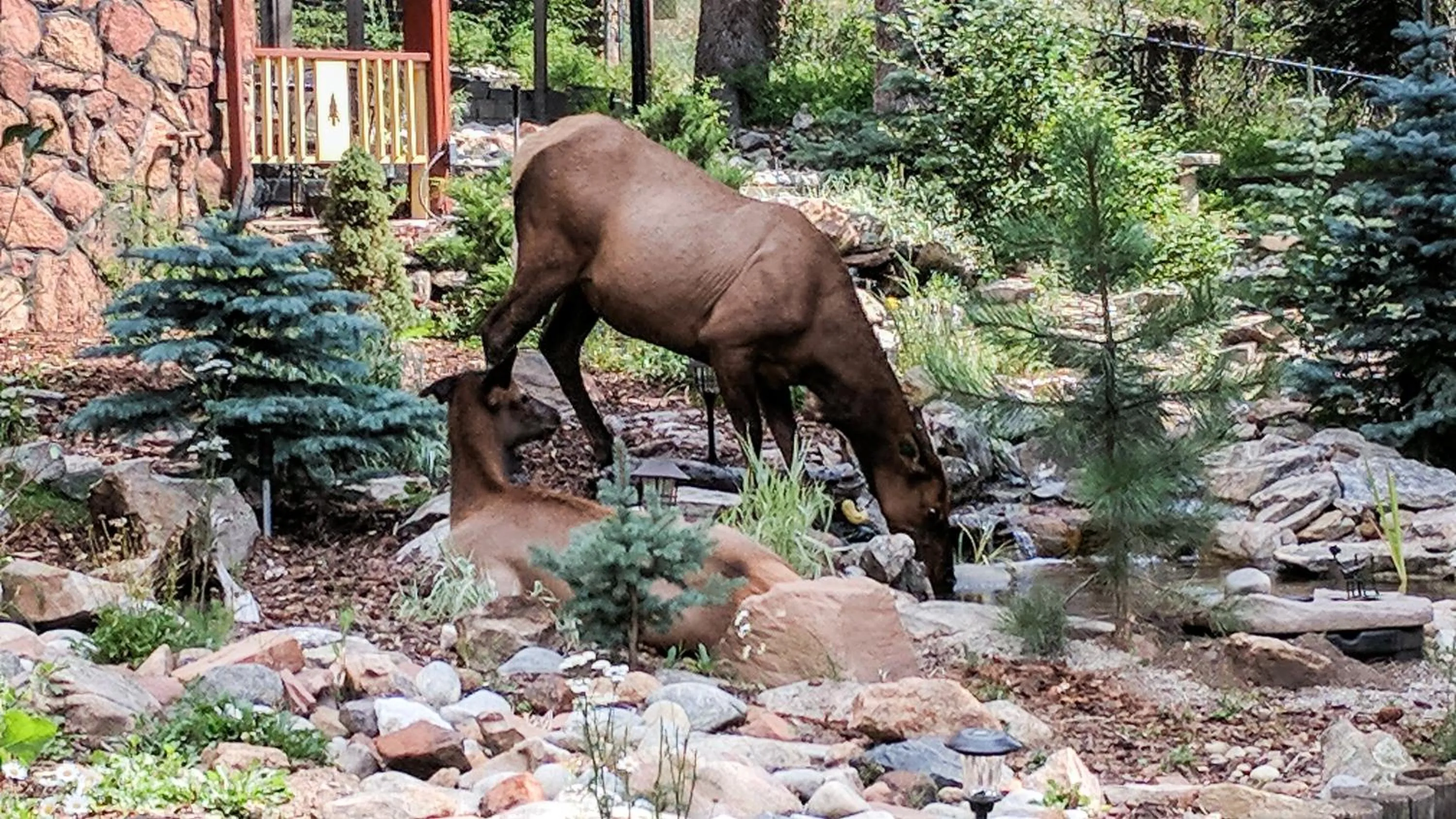 Animals in Alpen Way Chalet Mountain Lodge