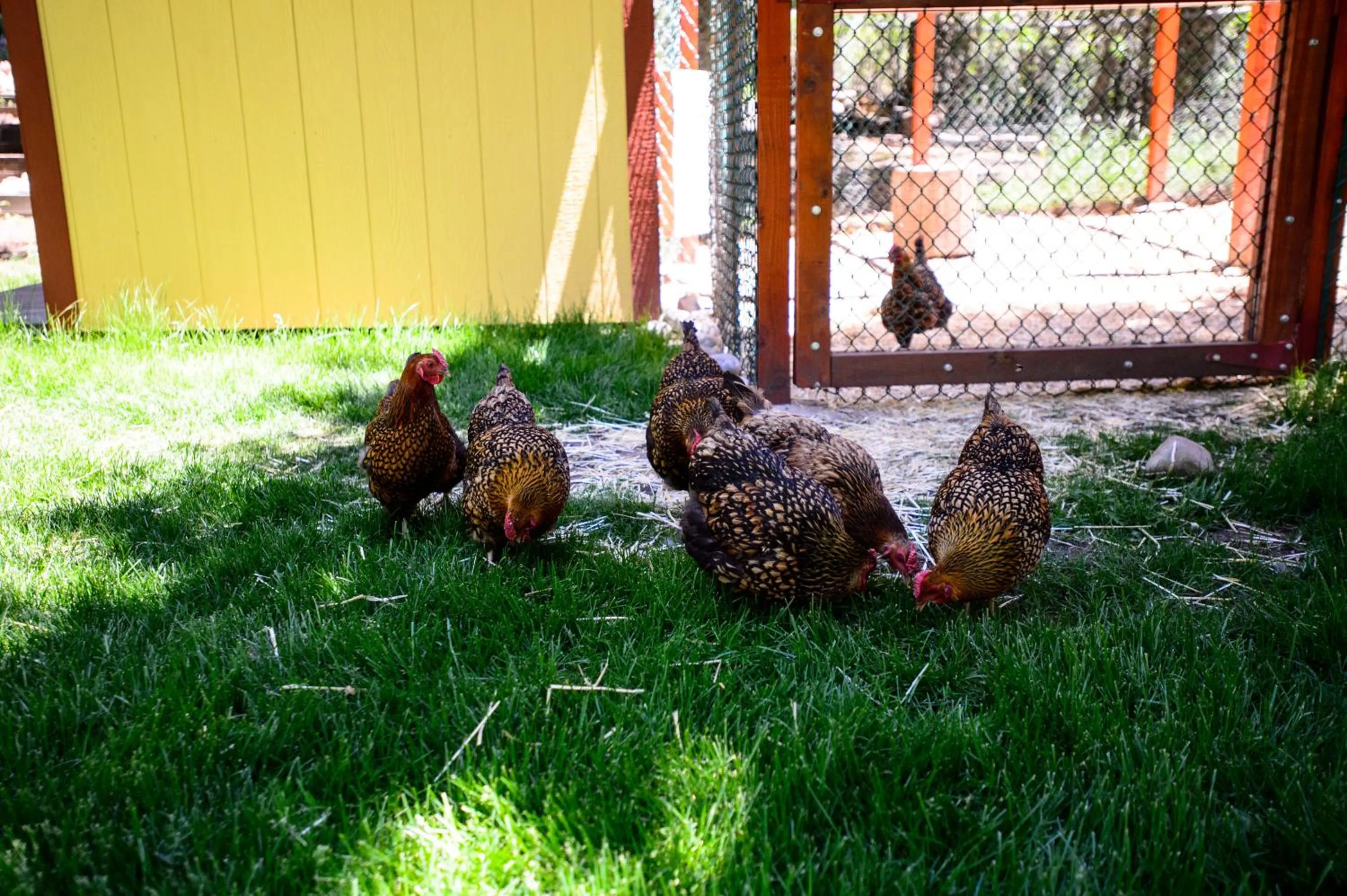 Pets in Alpen Way Chalet Mountain Lodge