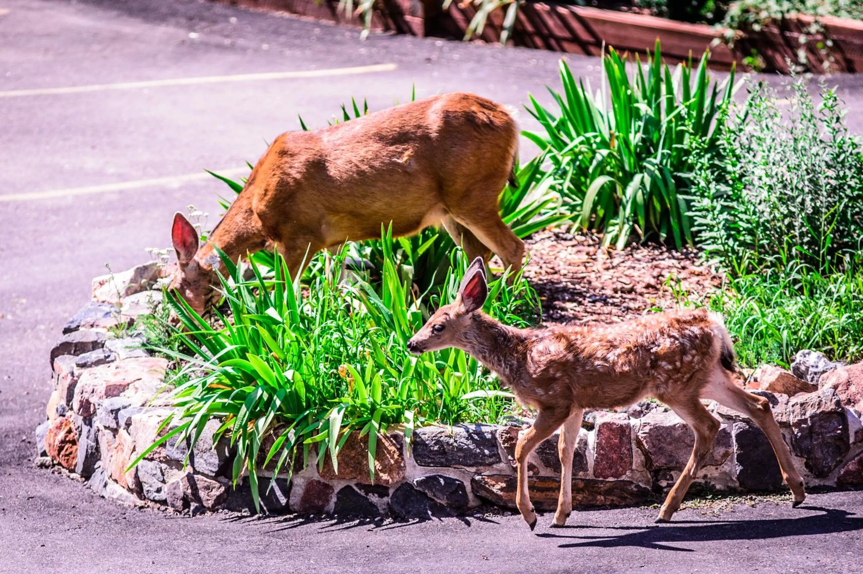 Animals in Alpen Way Chalet Mountain Lodge