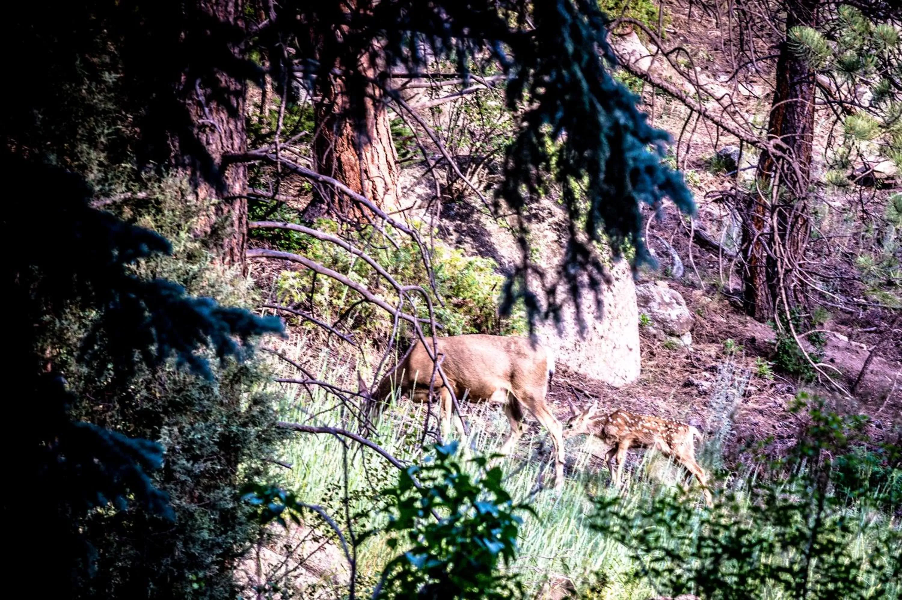Animals in Alpen Way Chalet Mountain Lodge