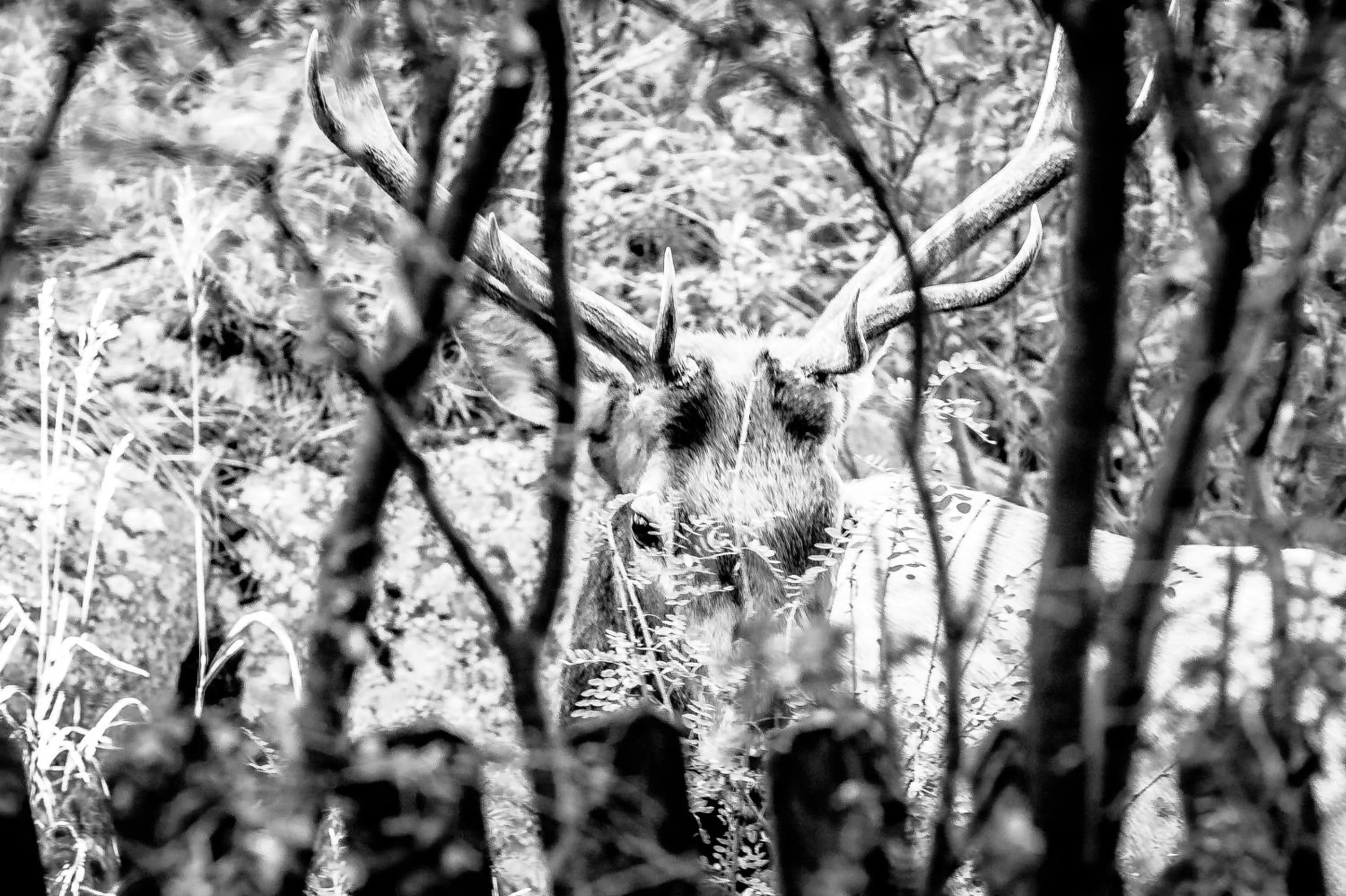 Animals in Alpen Way Chalet Mountain Lodge