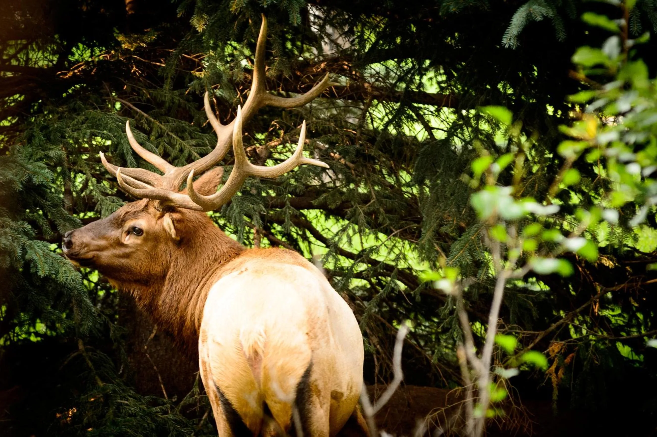 Animals in Alpen Way Chalet Mountain Lodge