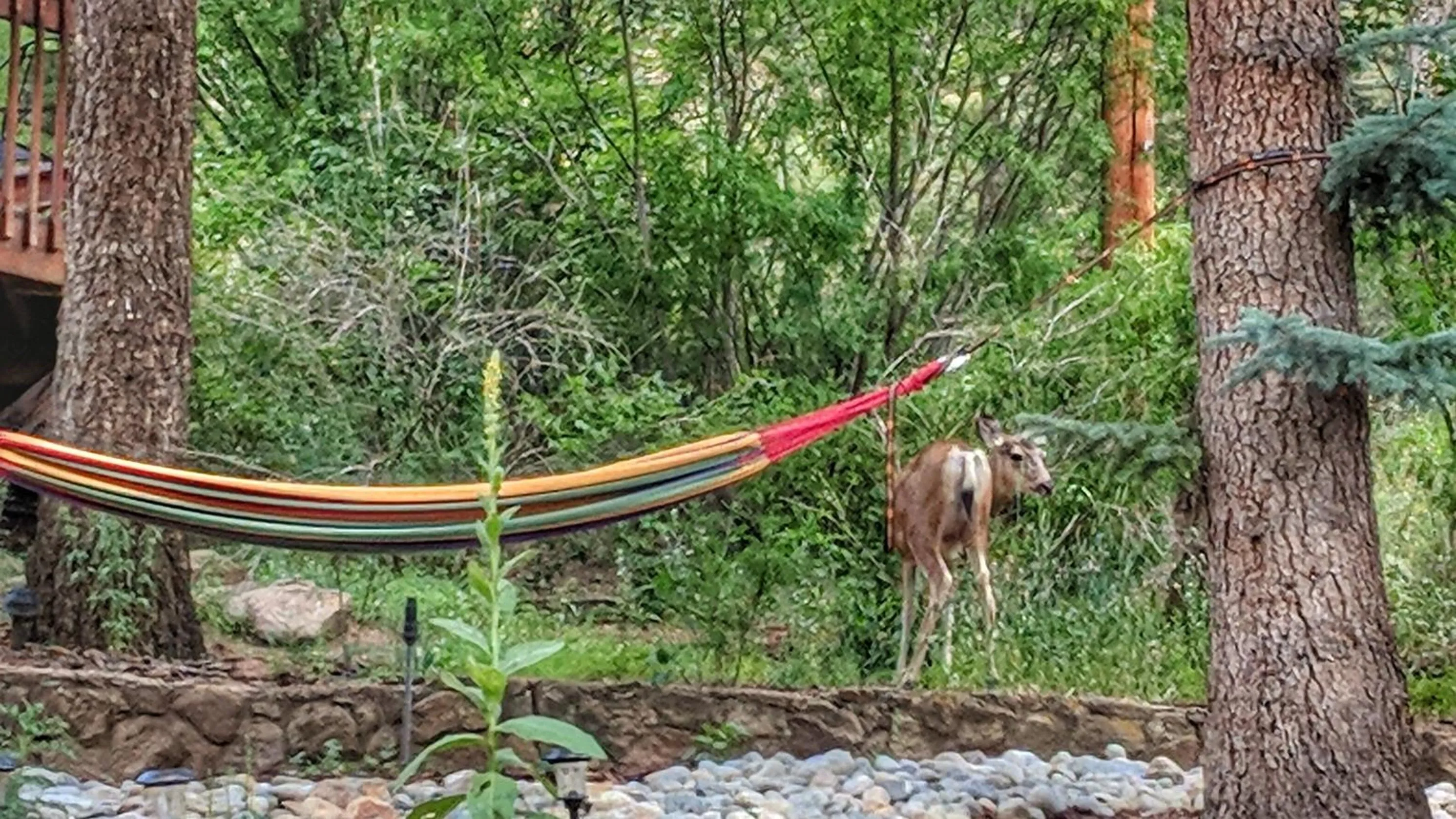 Animals in Alpen Way Chalet Mountain Lodge