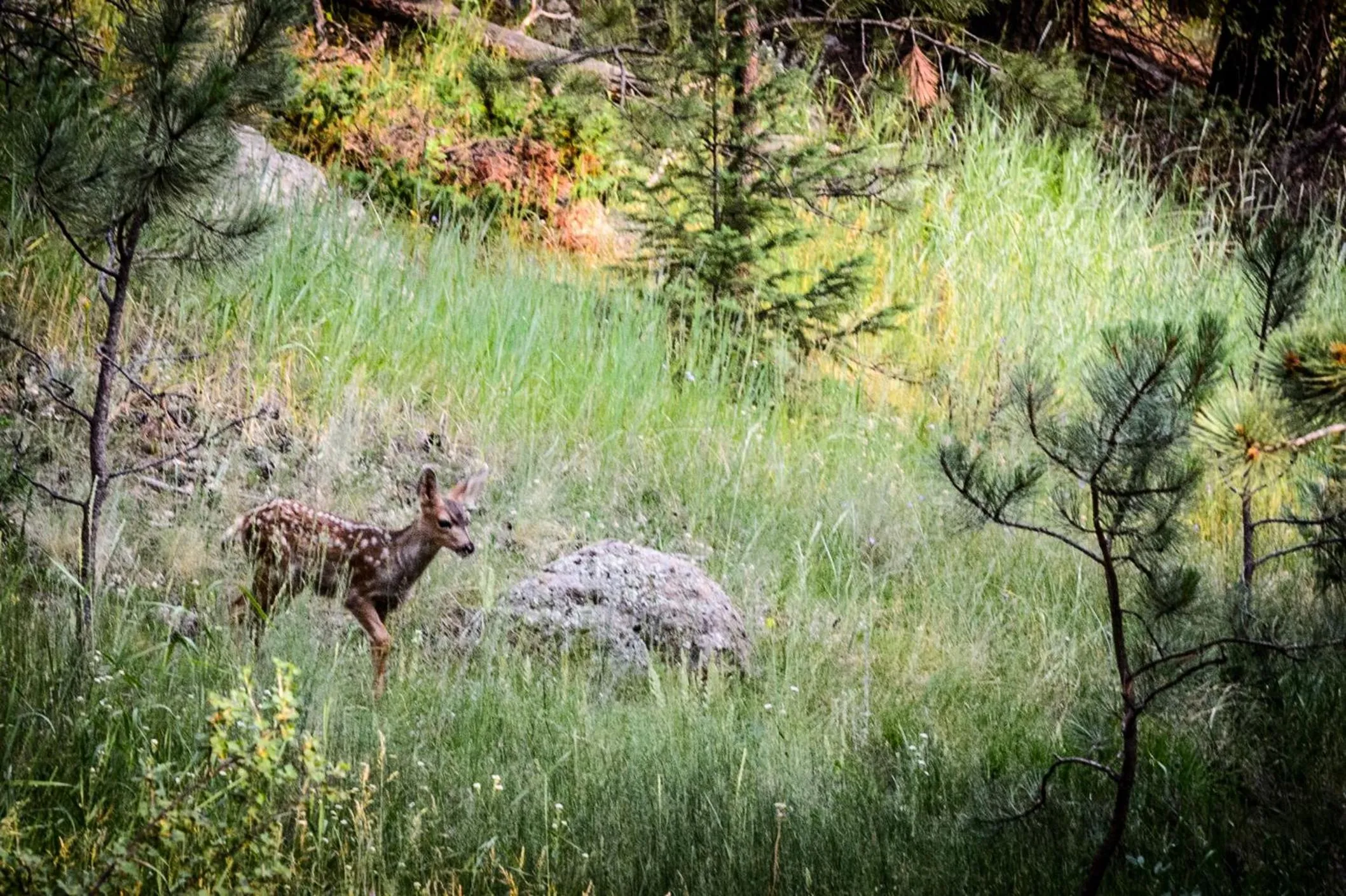 Animals in Alpen Way Chalet Mountain Lodge