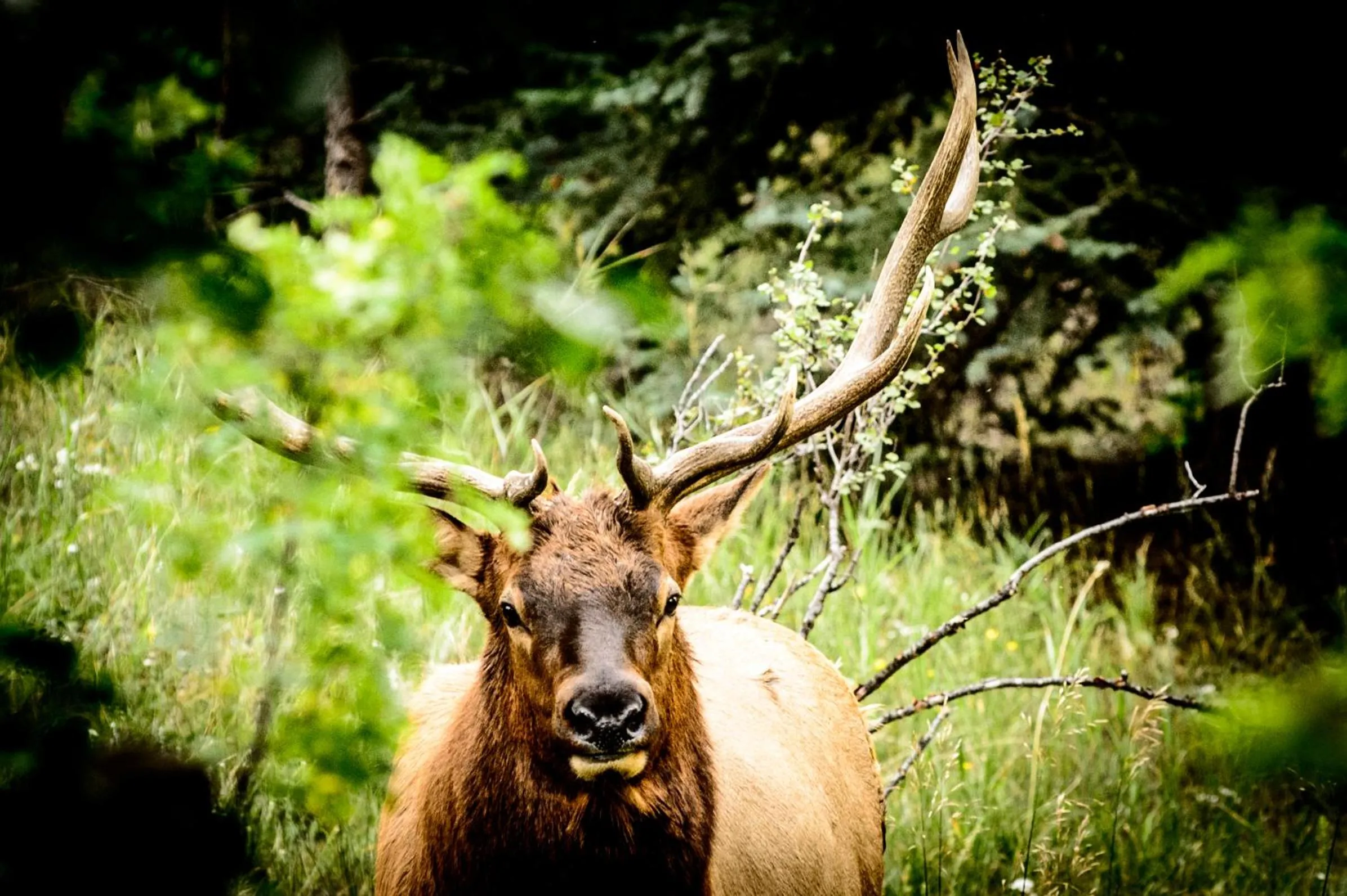 Animals in Alpen Way Chalet Mountain Lodge