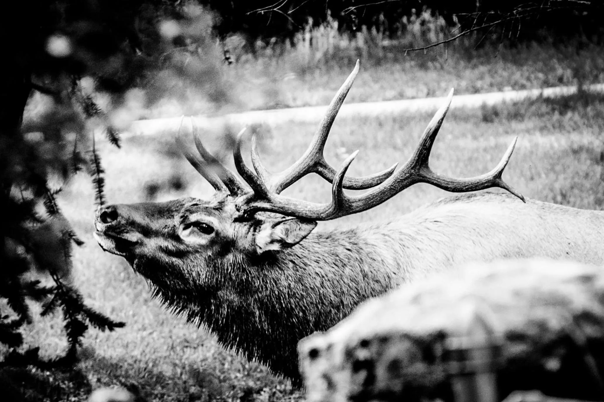 Animals in Alpen Way Chalet Mountain Lodge