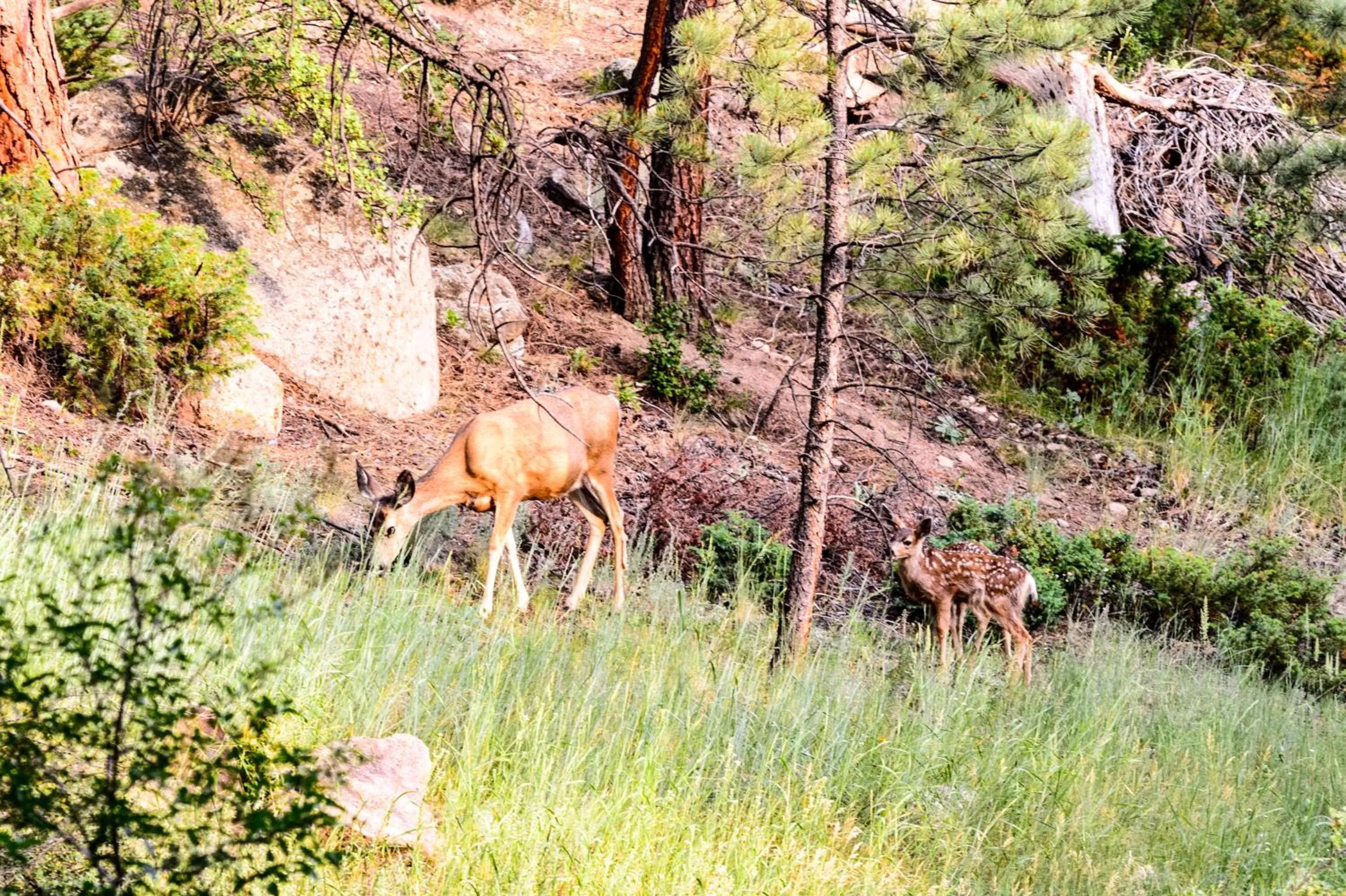 Animals in Alpen Way Chalet Mountain Lodge