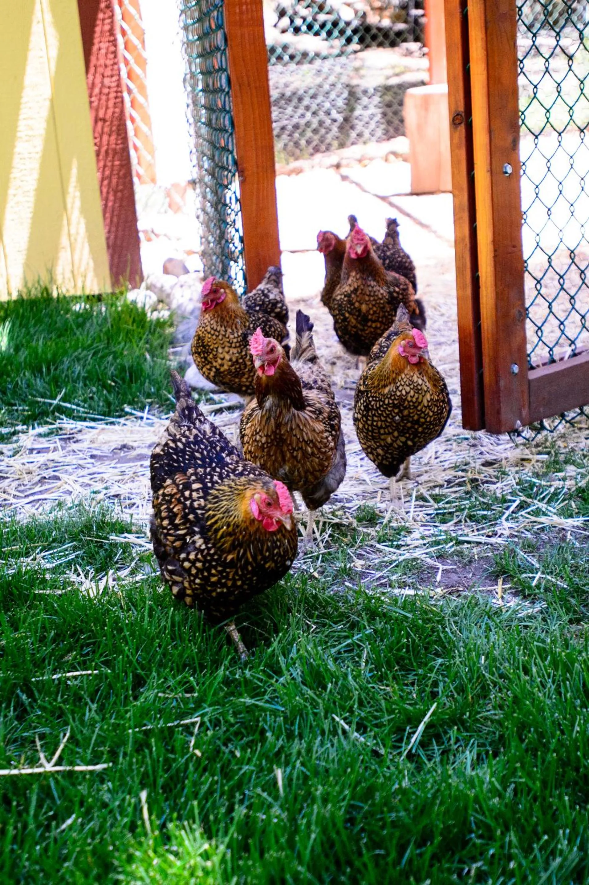 Pets in Alpen Way Chalet Mountain Lodge