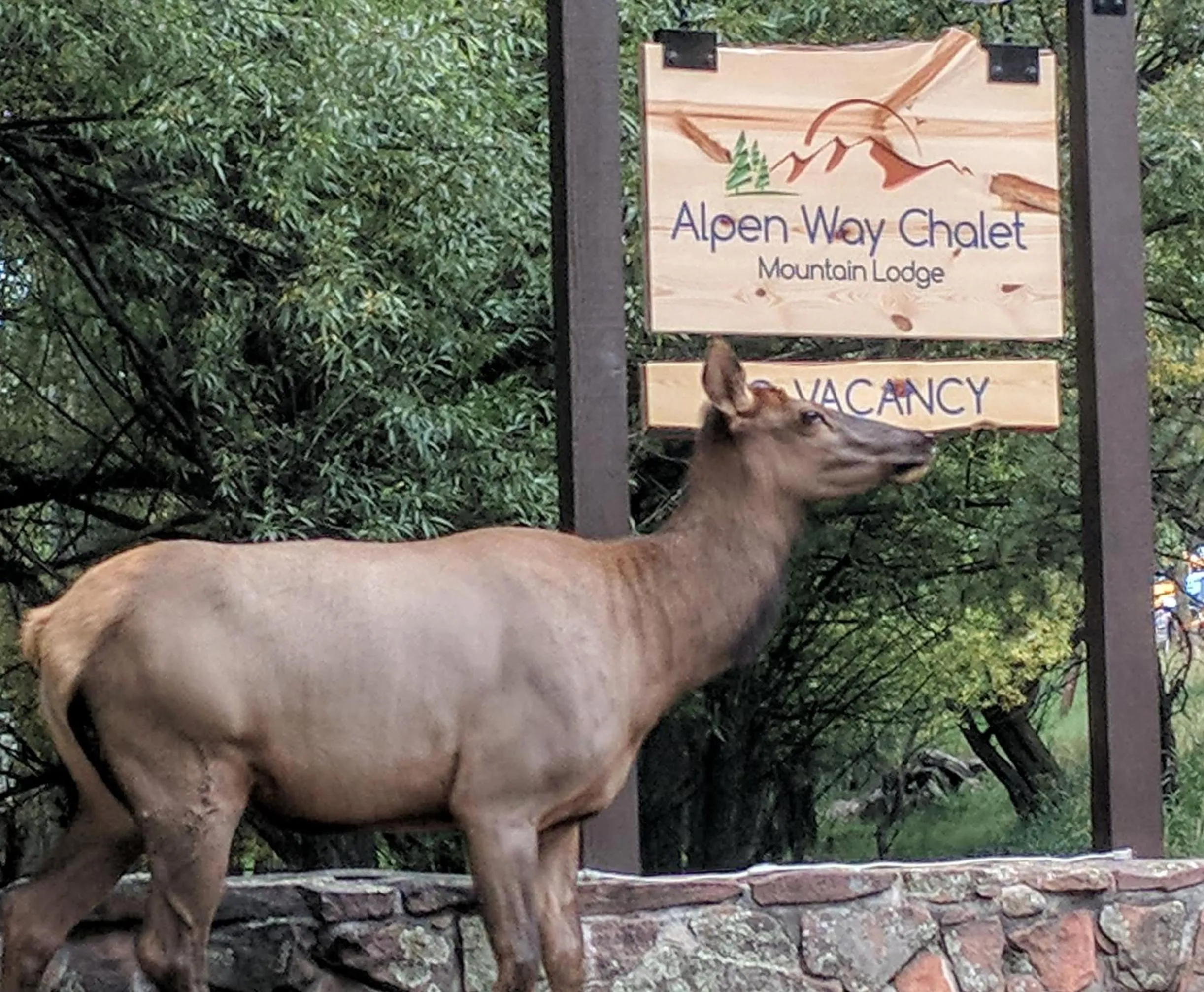Animals in Alpen Way Chalet Mountain Lodge