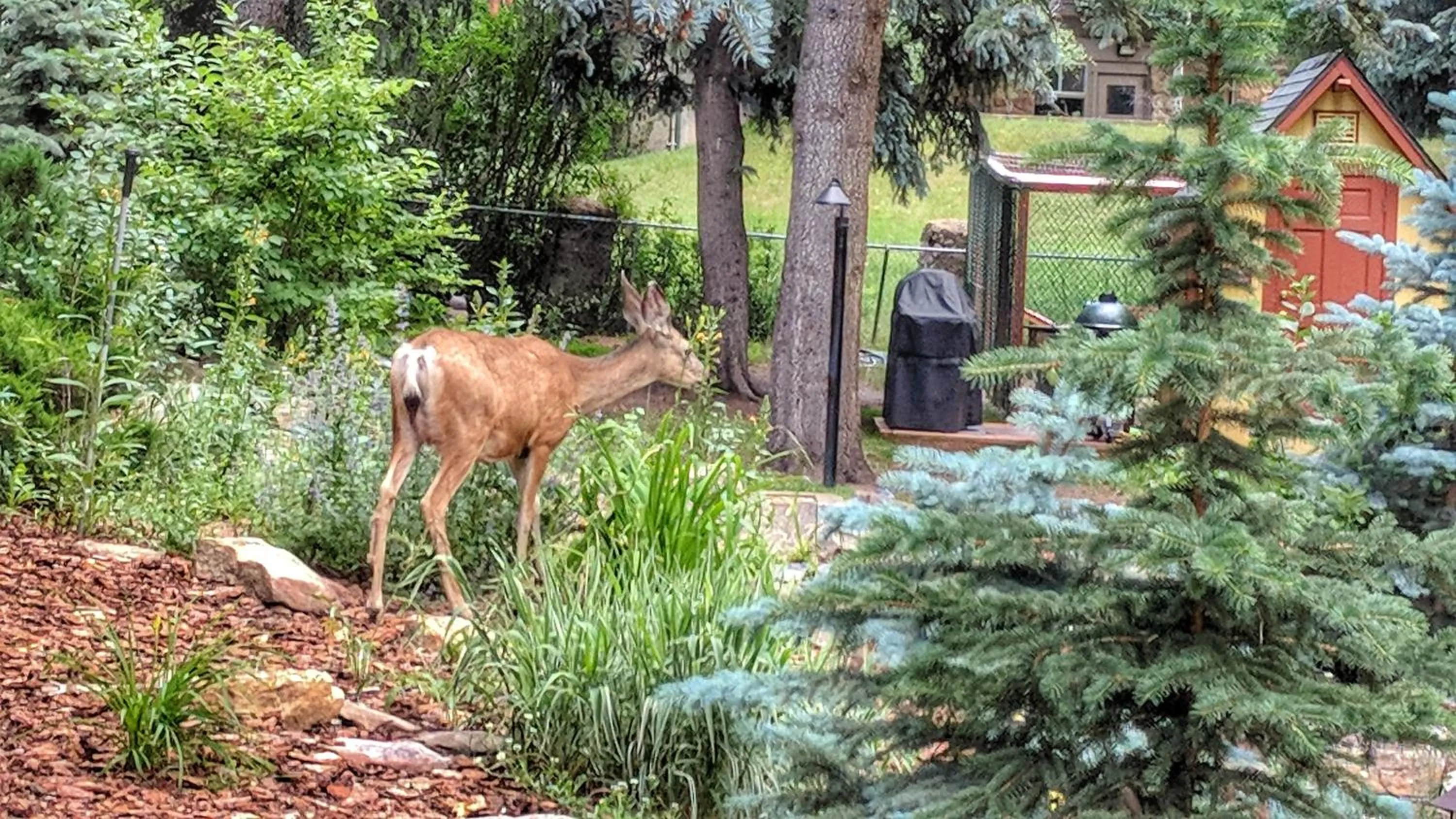 Animals in Alpen Way Chalet Mountain Lodge