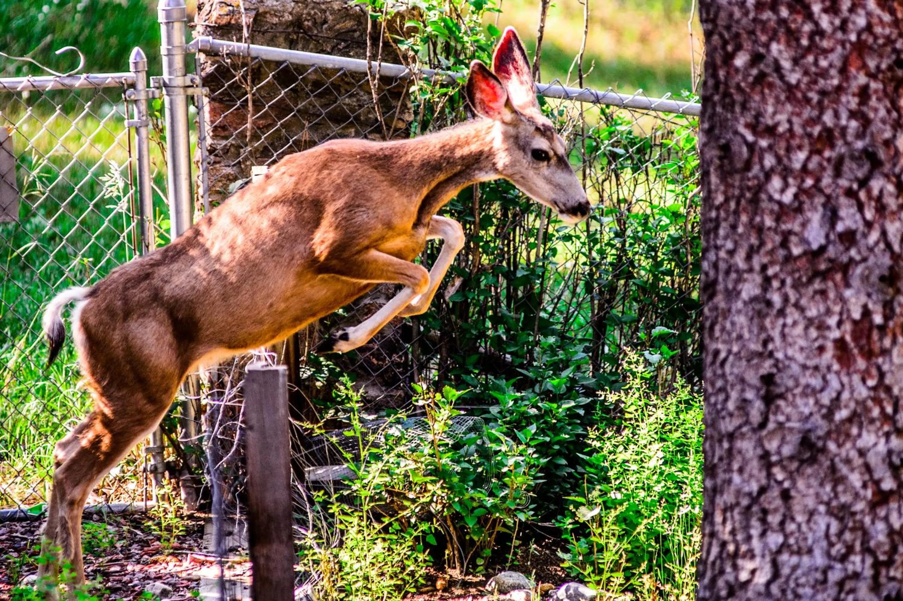 Animals in Alpen Way Chalet Mountain Lodge
