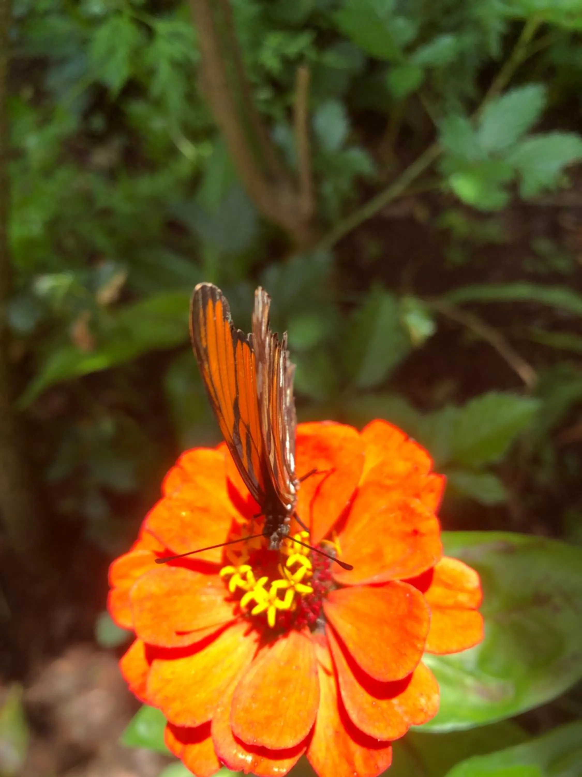 Garden in Vistaverde Lodge