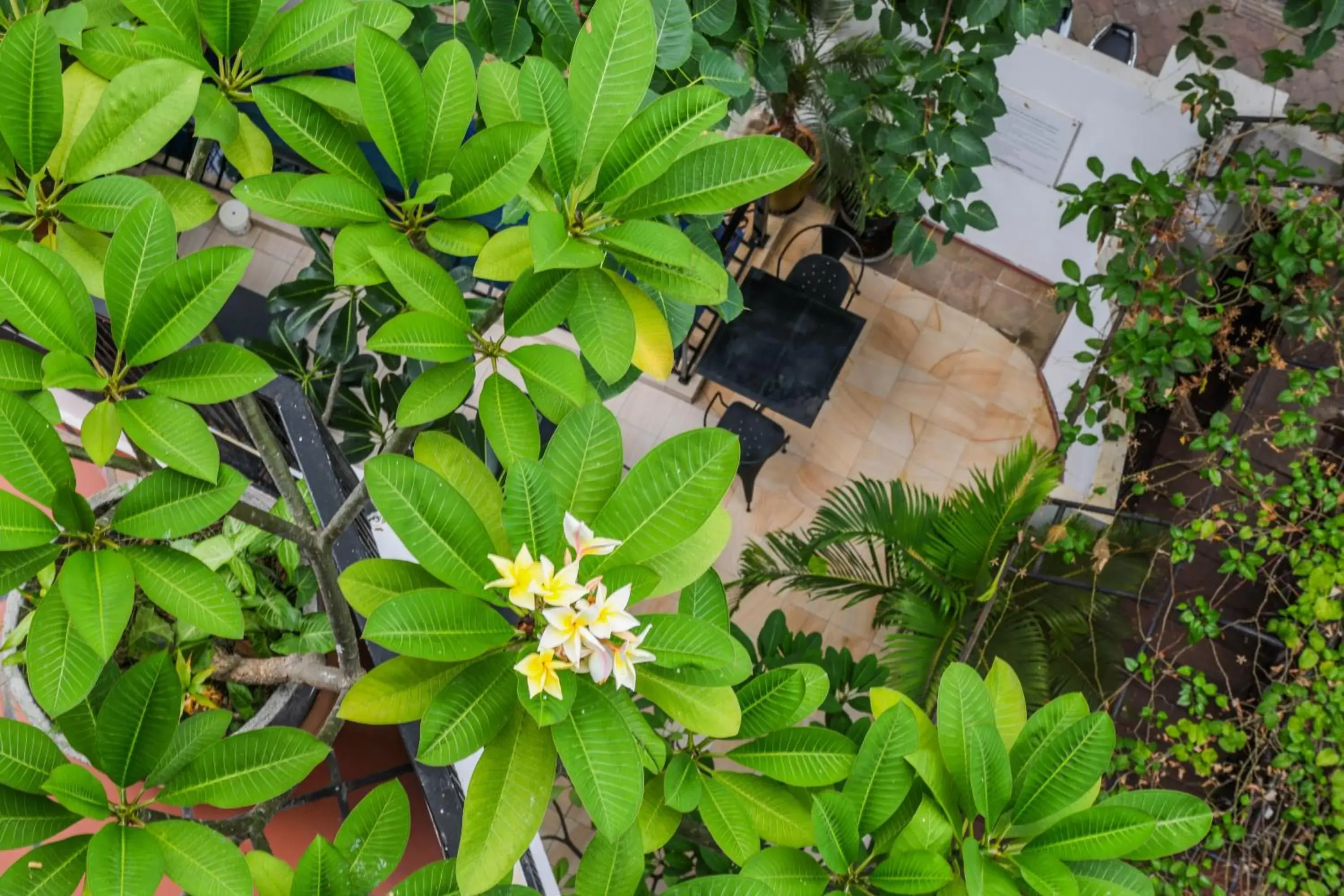 Garden view in La Rose Suites Garden view in La Rose Suites