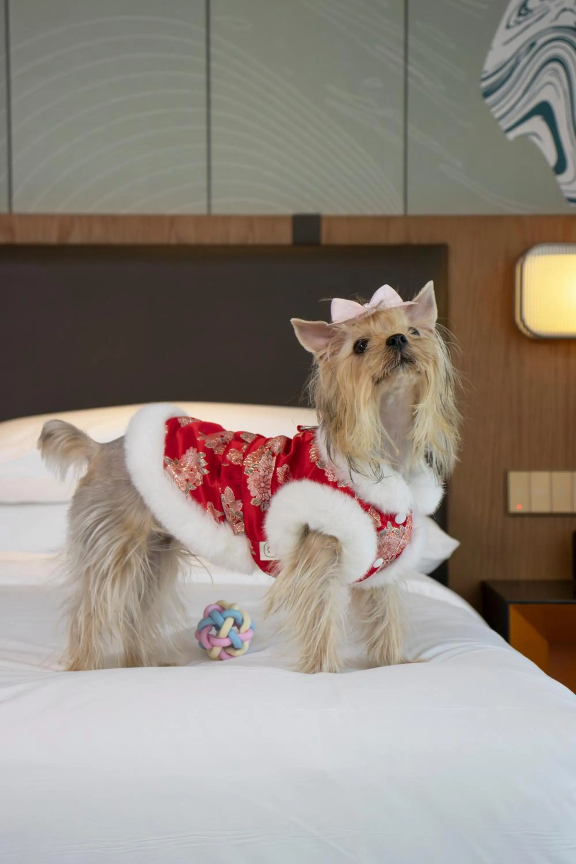 Pets in Hyatt Centric Gaoxin Xi'An