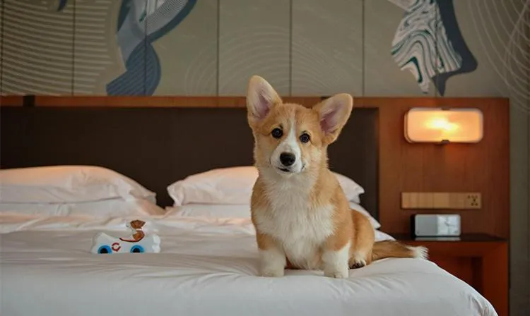 Pets, Bed in Hyatt Centric Gaoxin Xi'An