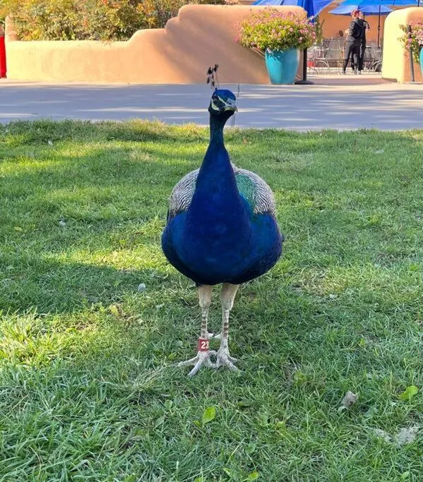 Saguaro at Cactus Flower-HOT TUB-Pet Friendly-No Pet Fees!