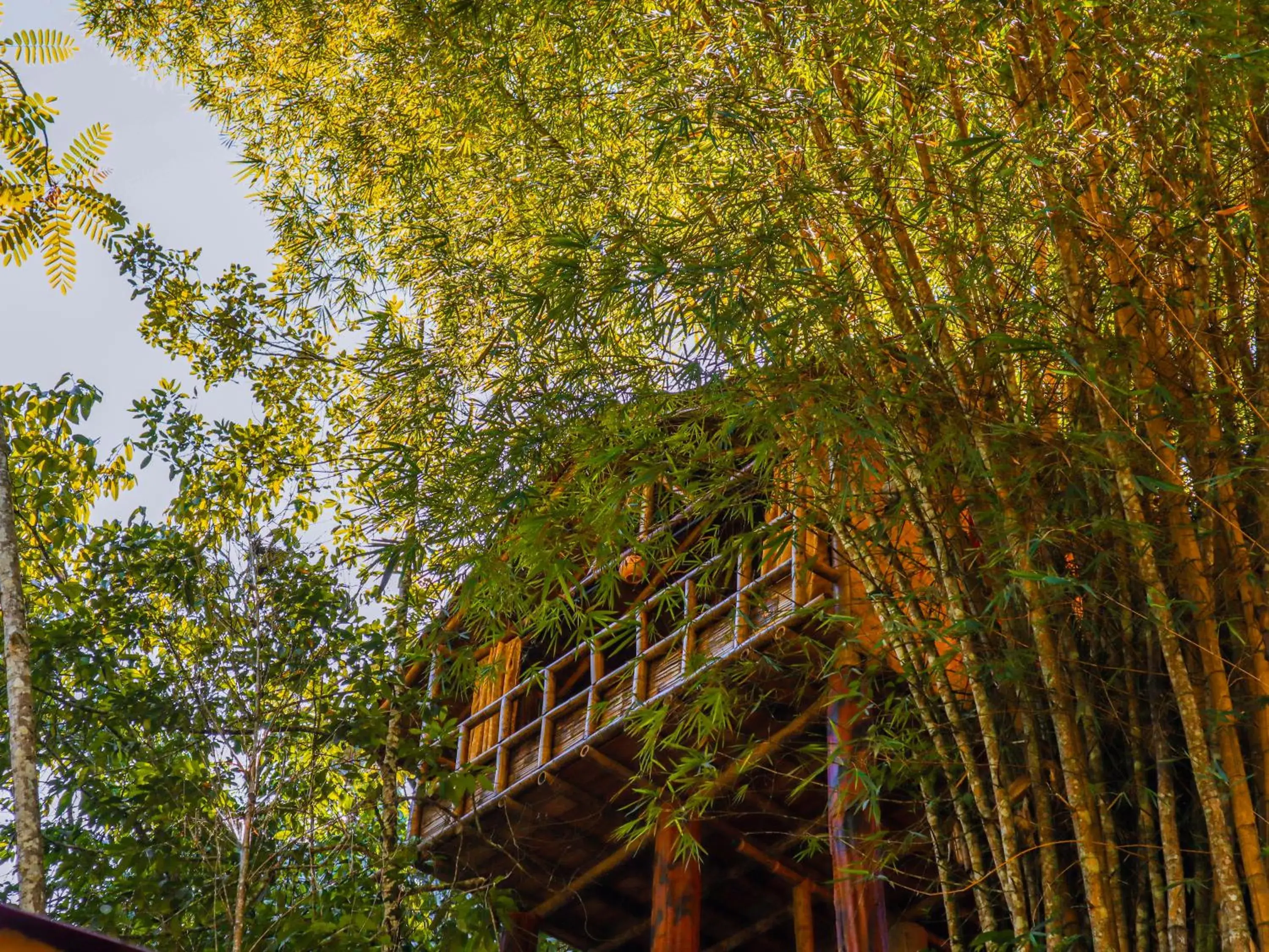 Deluxe Double Room with Balcony in Glamping Río Claro Deluxe Double Room with Balcony in Glamping Río Claro