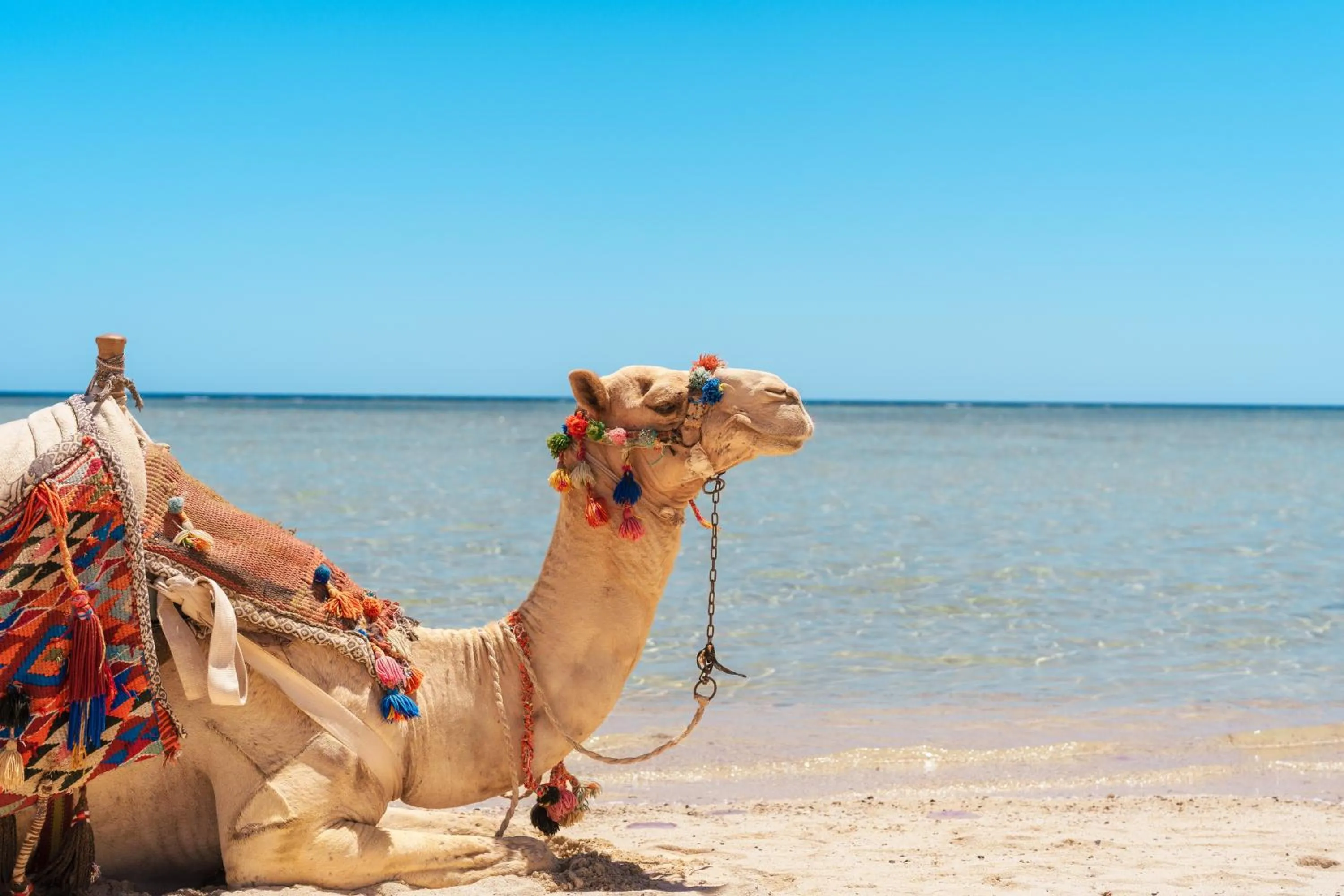 Beach in Protels Crystal Beach Resort