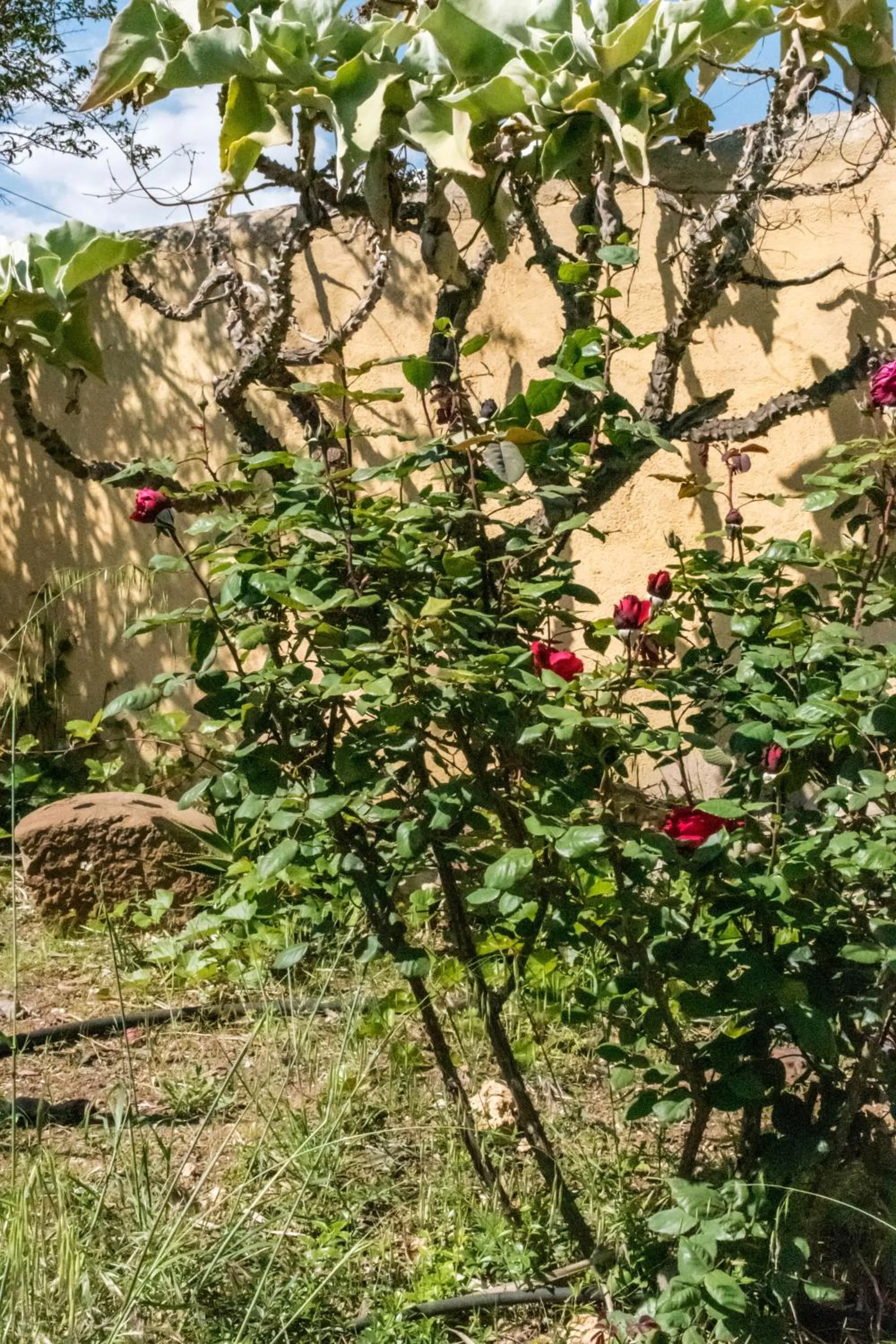 Garden in Torre Tabia