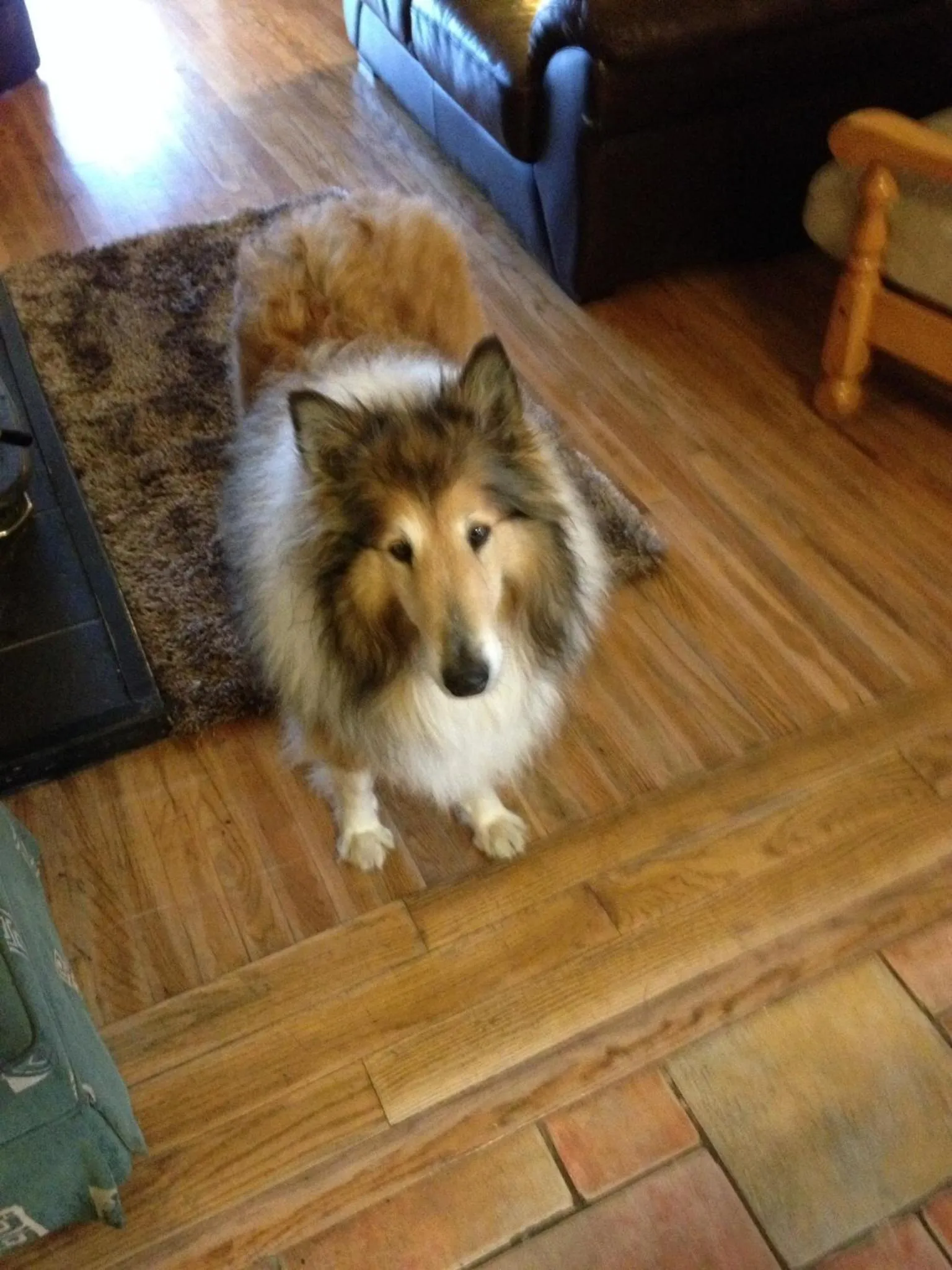 Pets in Inisean Ocean View