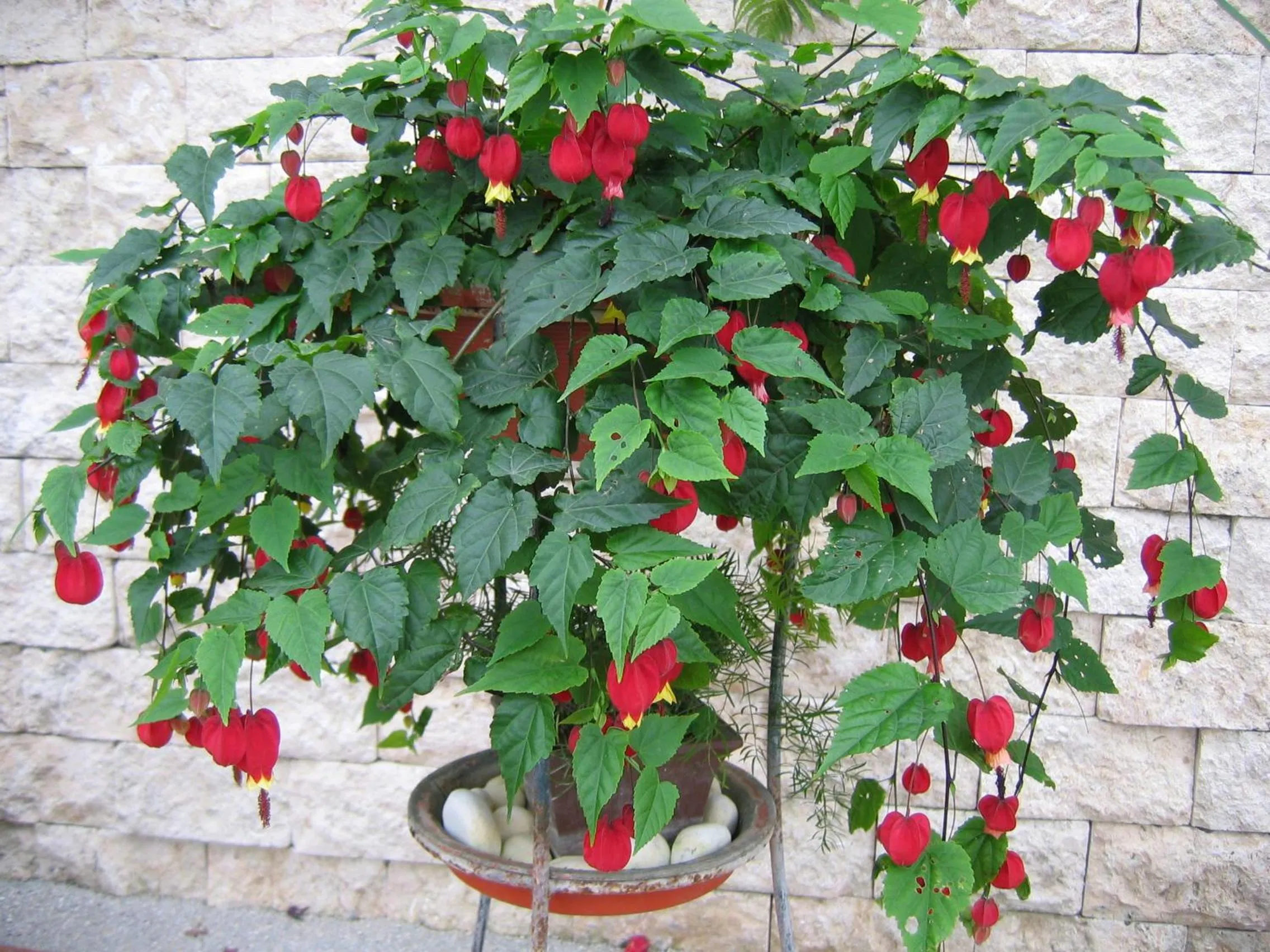 Patio in Evergreen Garden House